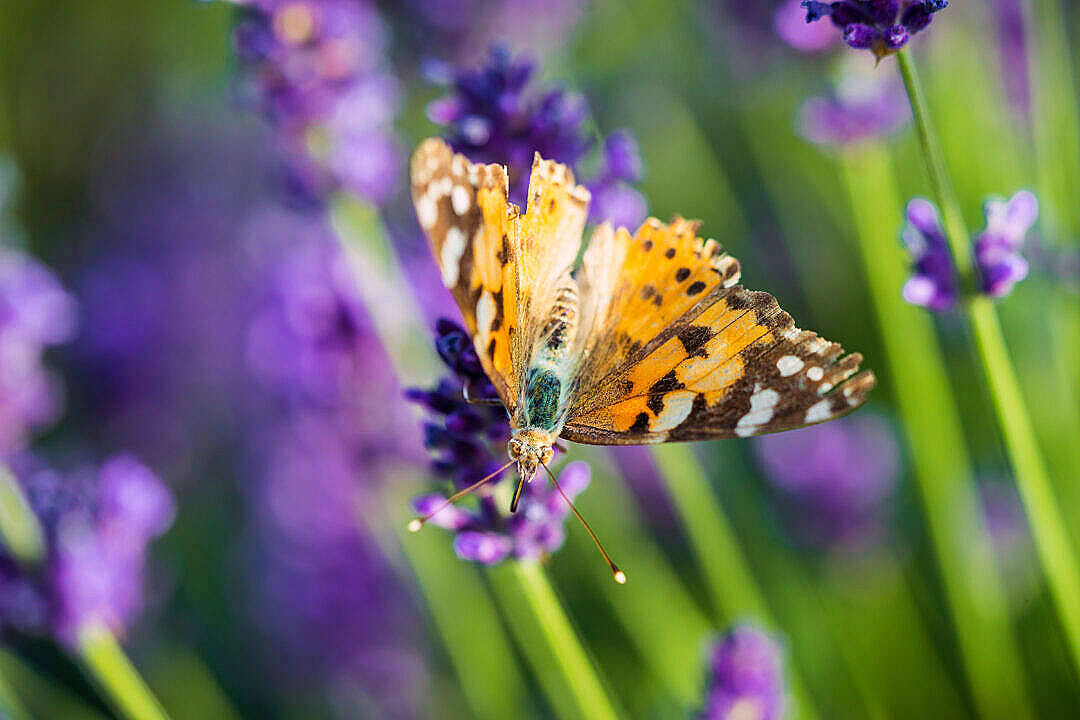 Paruparo Painted Lady na Aesthetic Wallpaper
