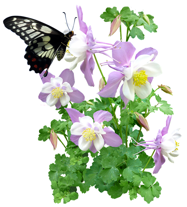 Paruparo sa Bulaklak ng Columbine Wallpaper