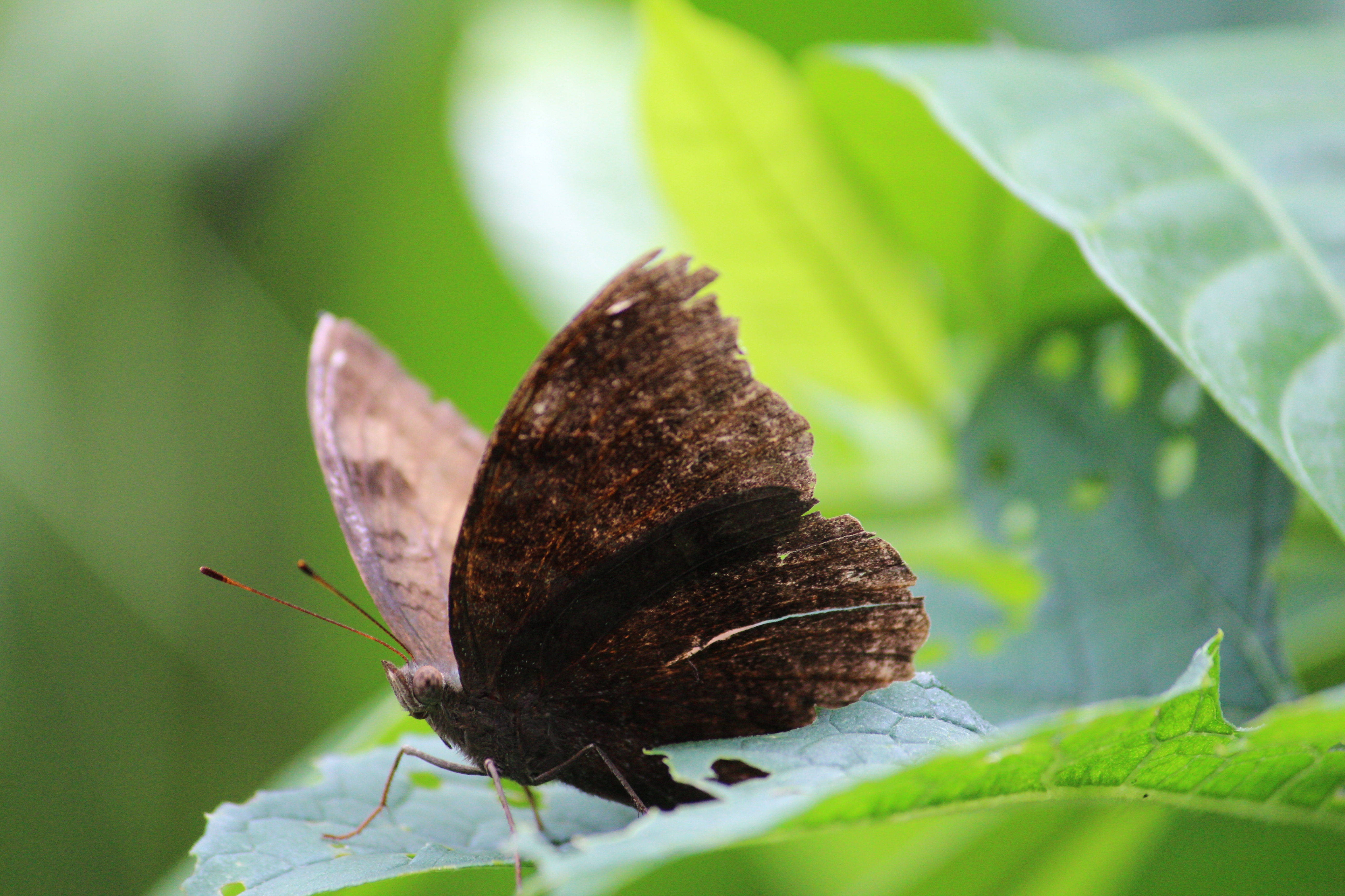 Paruparong Brown Aesthetic Wallpaper