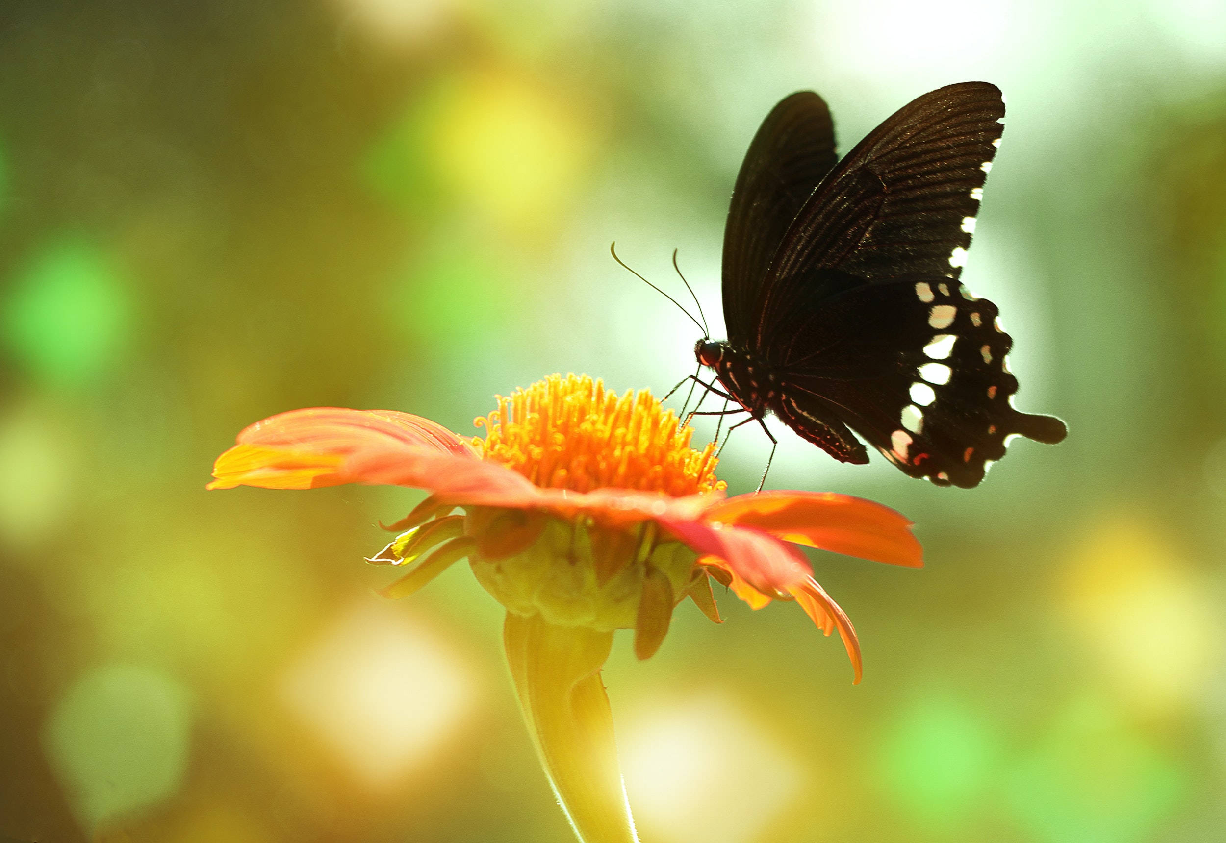 Paruparong Common Mormon Sa Bulaklak Wallpaper