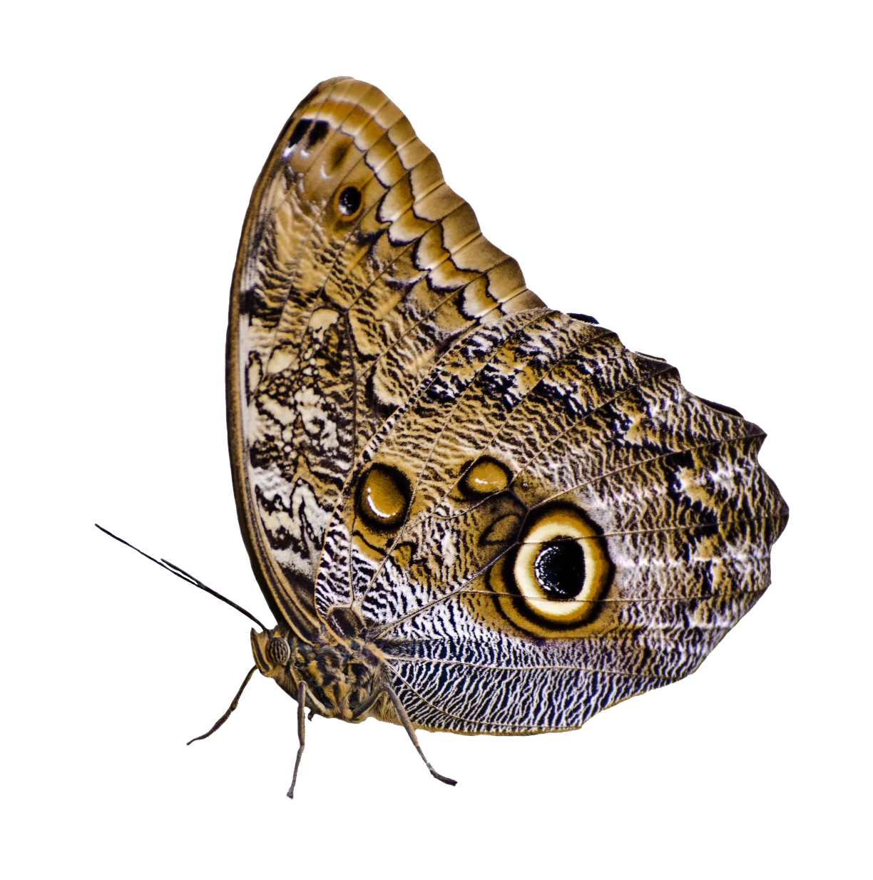 Paruparong may Mating Mata ng Kuwago na Nagkakamouflahe Wallpaper