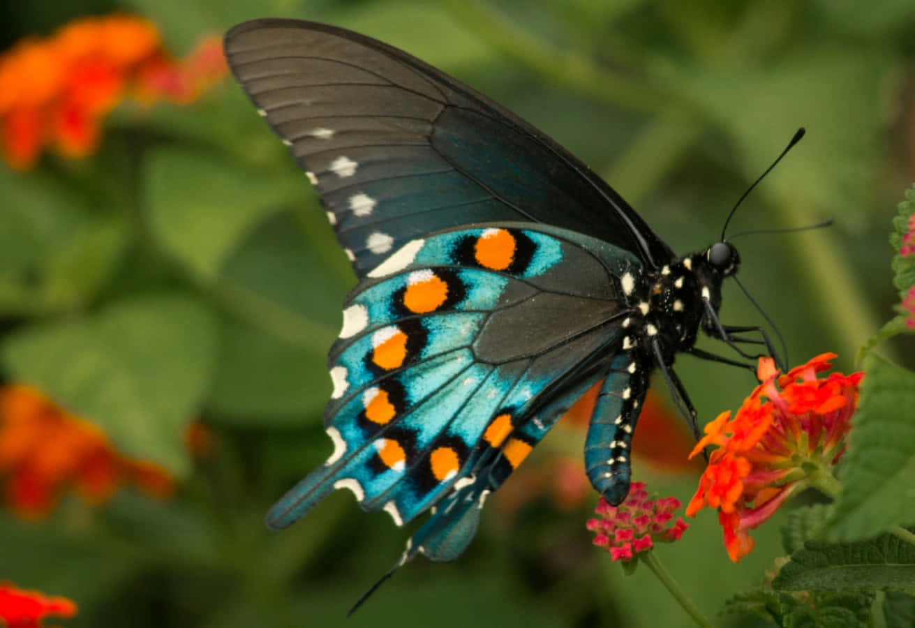 Paruparong Monarch Wallpaper