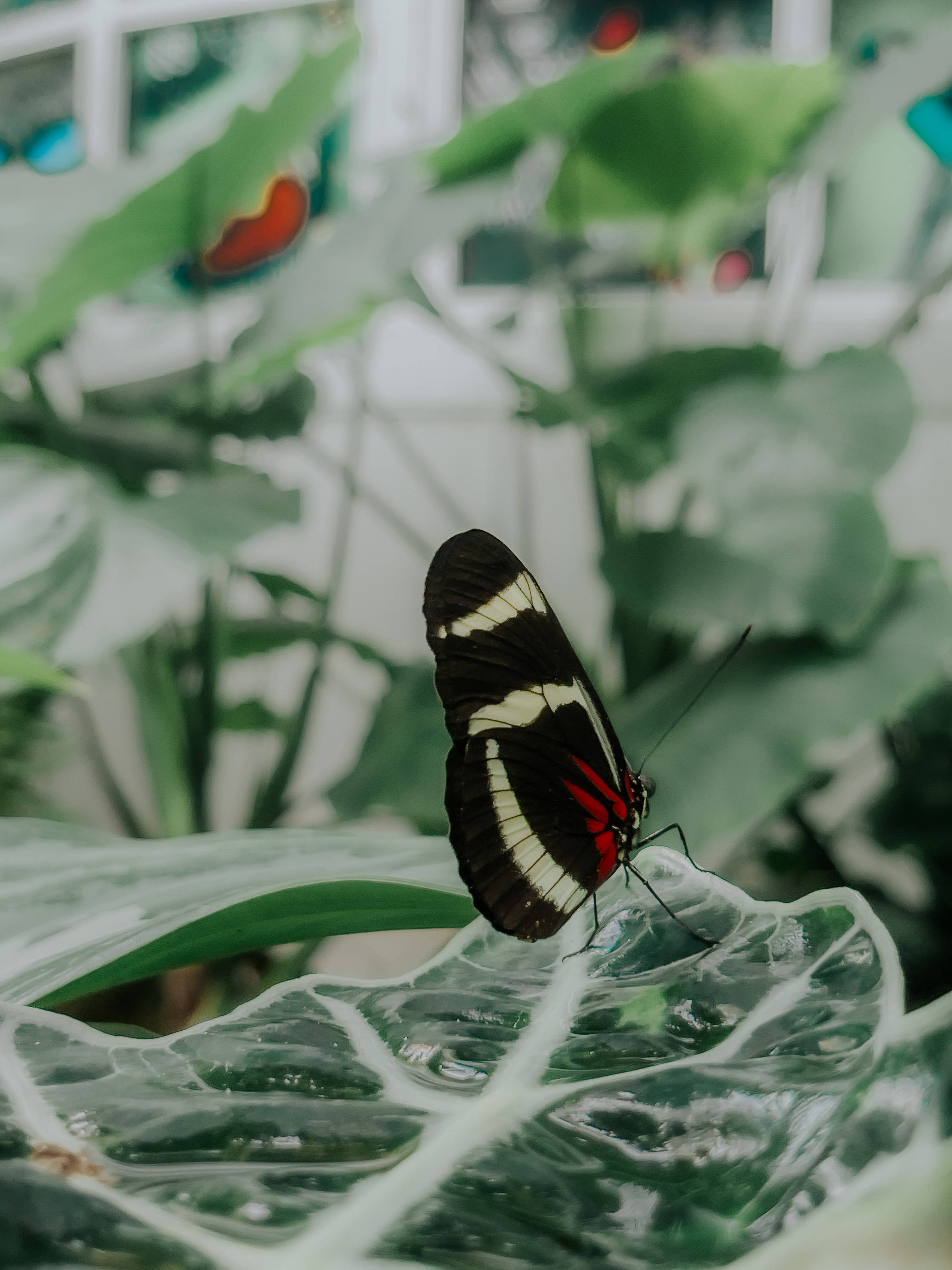 Paruparong Sara Longwing Aesthetic Wallpaper