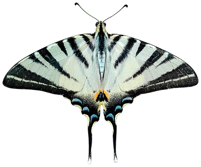 Paruparong Striped Swallowtail Wallpaper