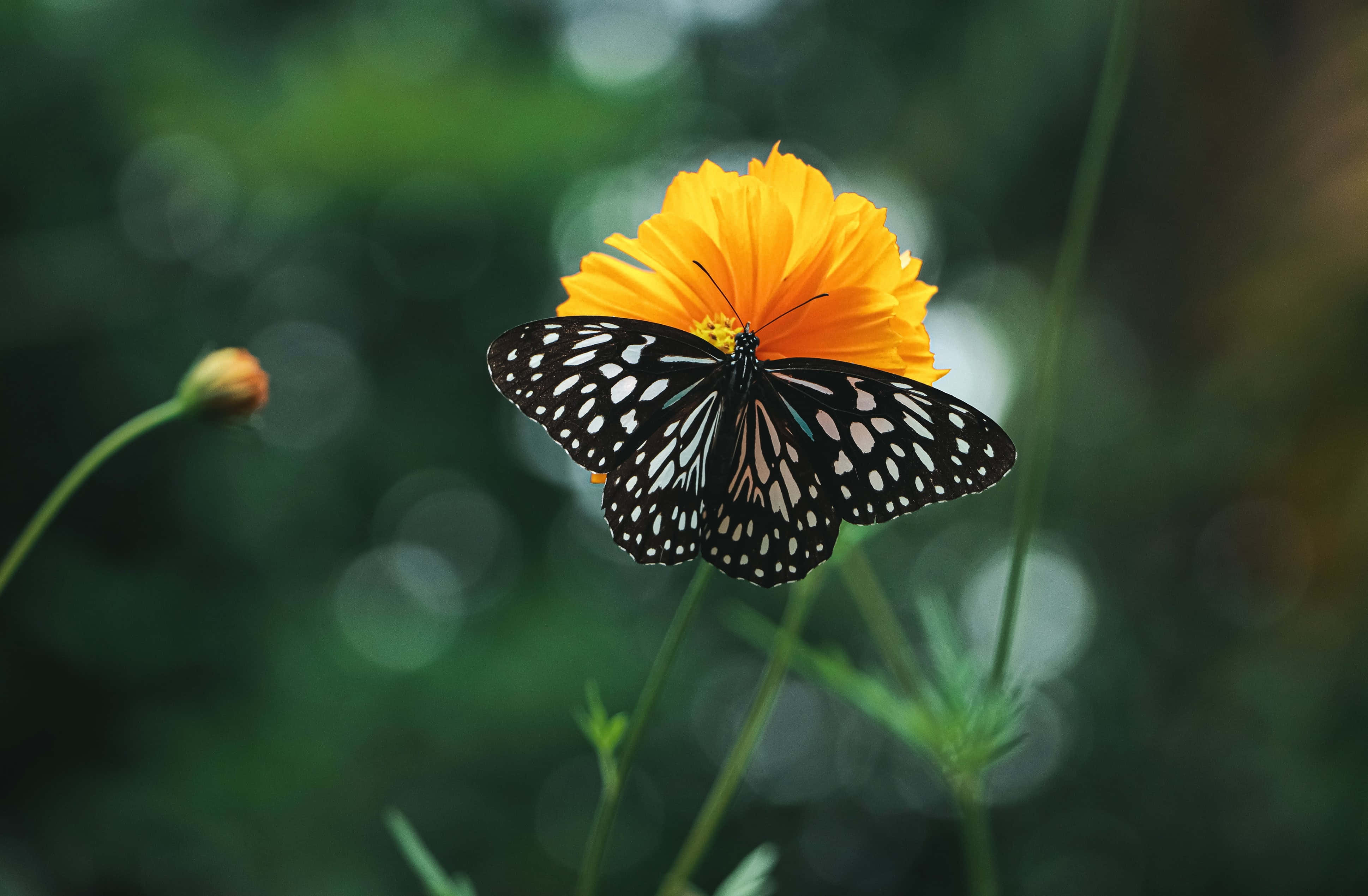 Pasiglahin ang iyong araw sa ganda at mahika ng isang Monarch Butterfly Wallpaper