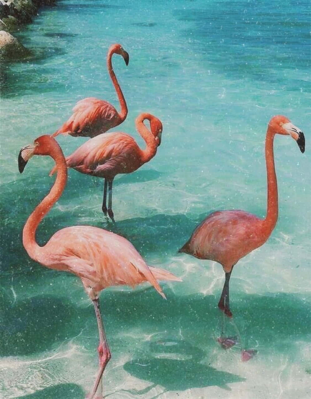 Pasiglahin ang iyong kaluluwa sa isang kahanga-hangang summer aesthetic. Wallpaper