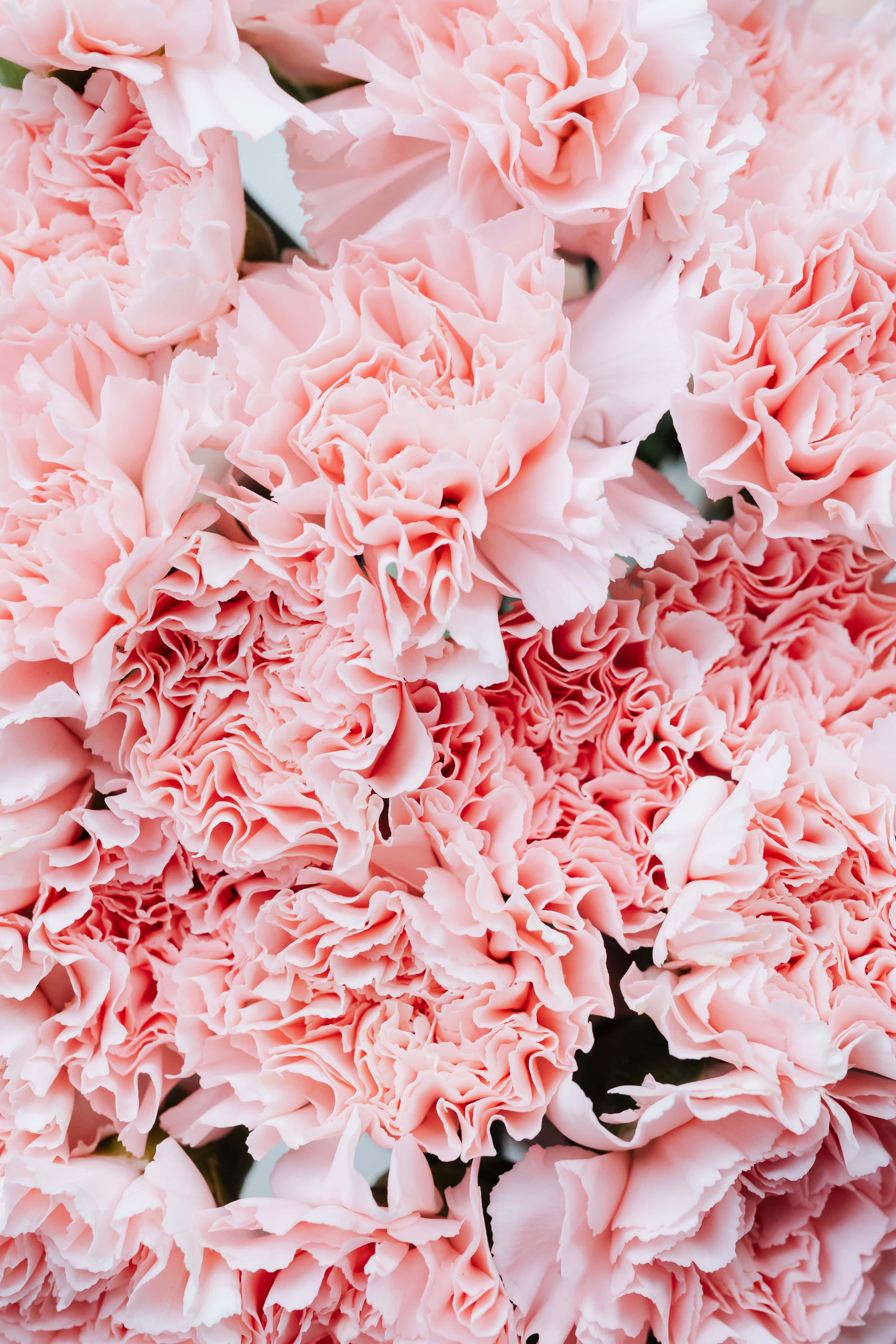 Pasiglahin ang Iyong Araw gamit ang Napakagandang Rosas na Bulaklak Wallpaper