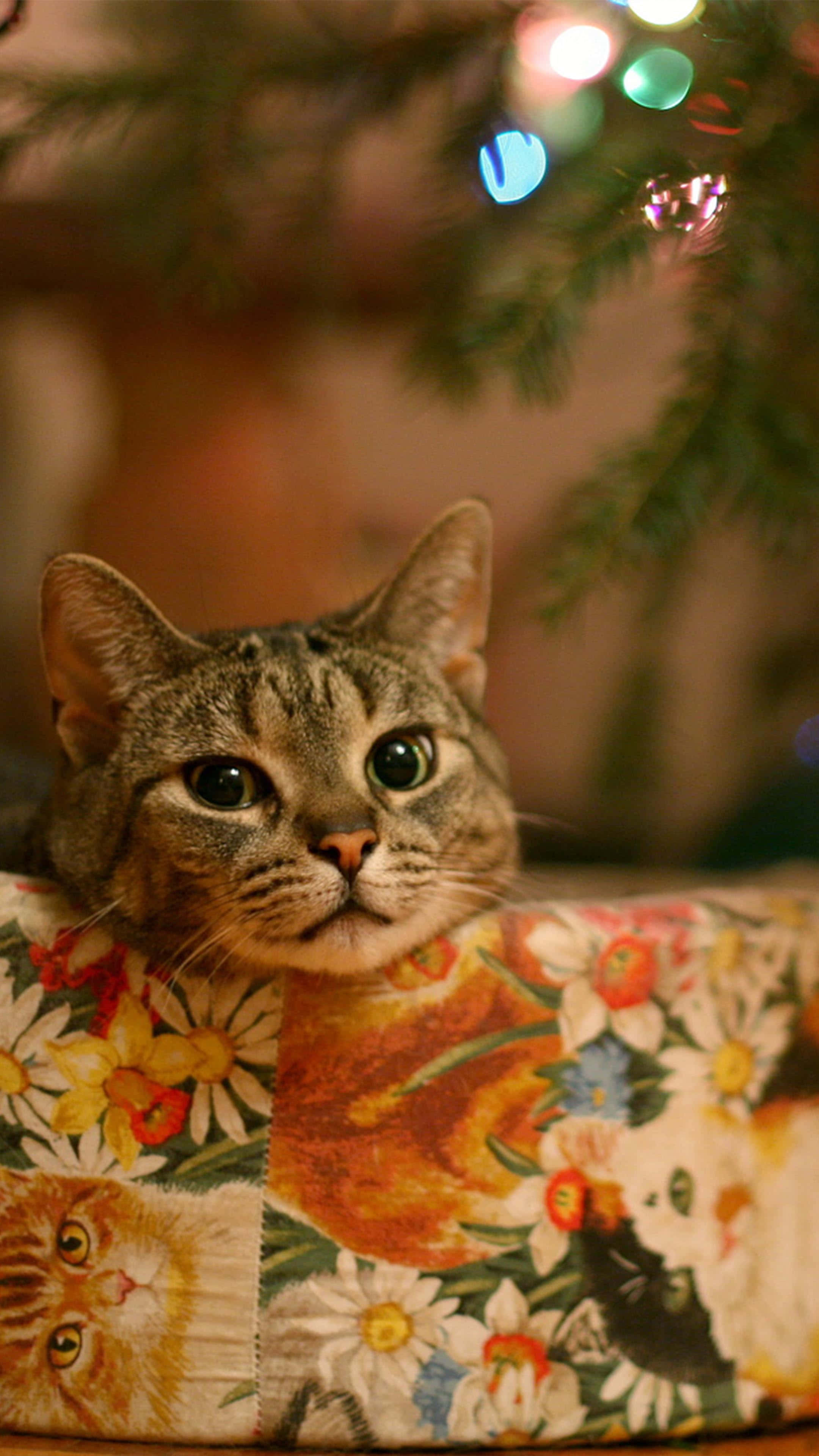 Pasko ng Pusa na may Bulaklak Wallpaper