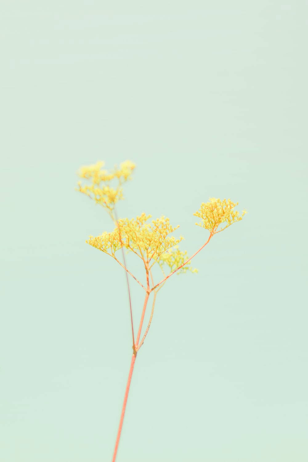 Pastel Dilaw na Aesthetic na may Bulaklak Wallpaper