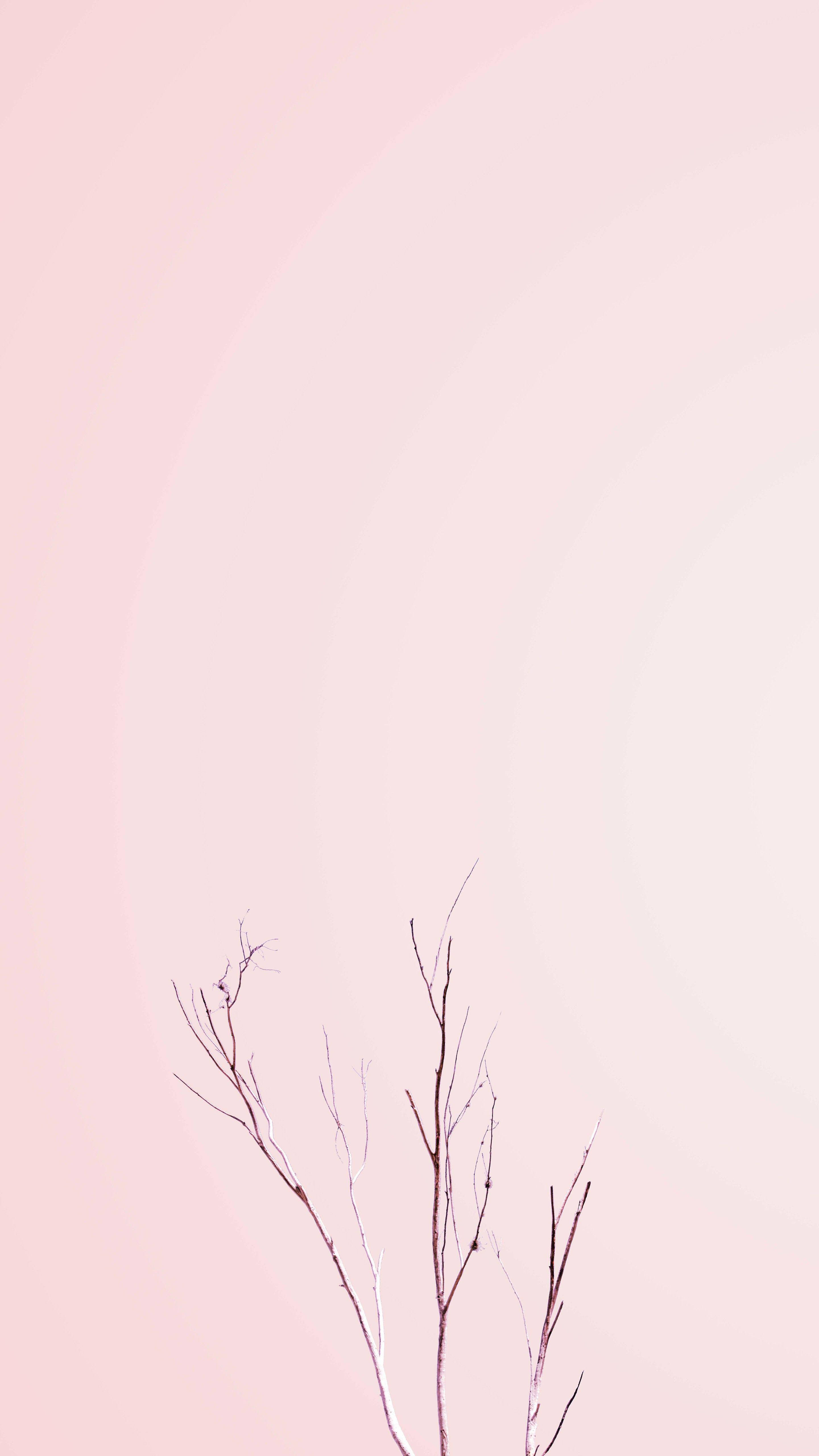 Pastel na Pink na Hubad na Halaman para sa iPhone Wallpaper