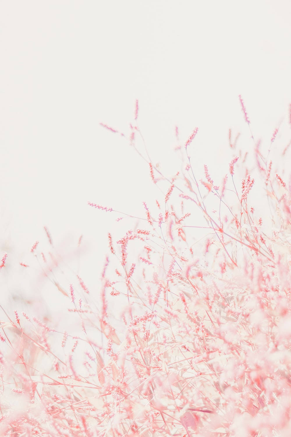 Pastel na Pink na Maliit na Bulaklak para sa iPhone Wallpaper
