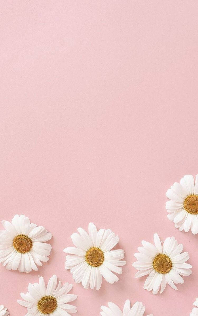 Pastel na Rosas na Bulaklak para sa iPhone Wallpaper