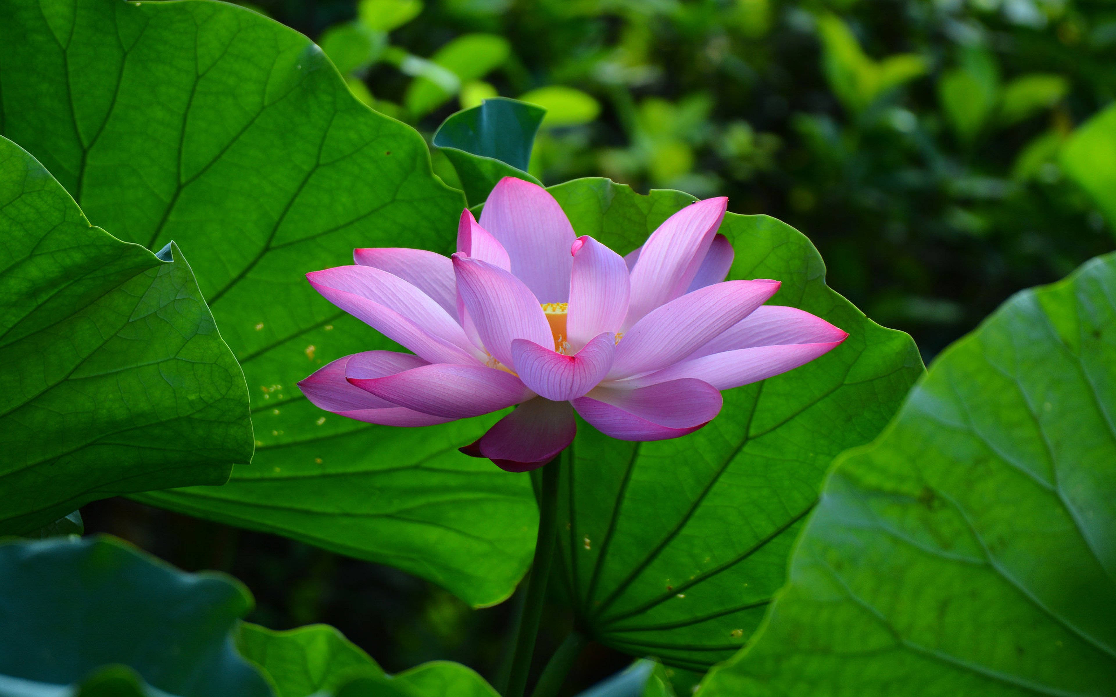 Pastel Pink na Tag-init na Lotus na Halaman Wallpaper
