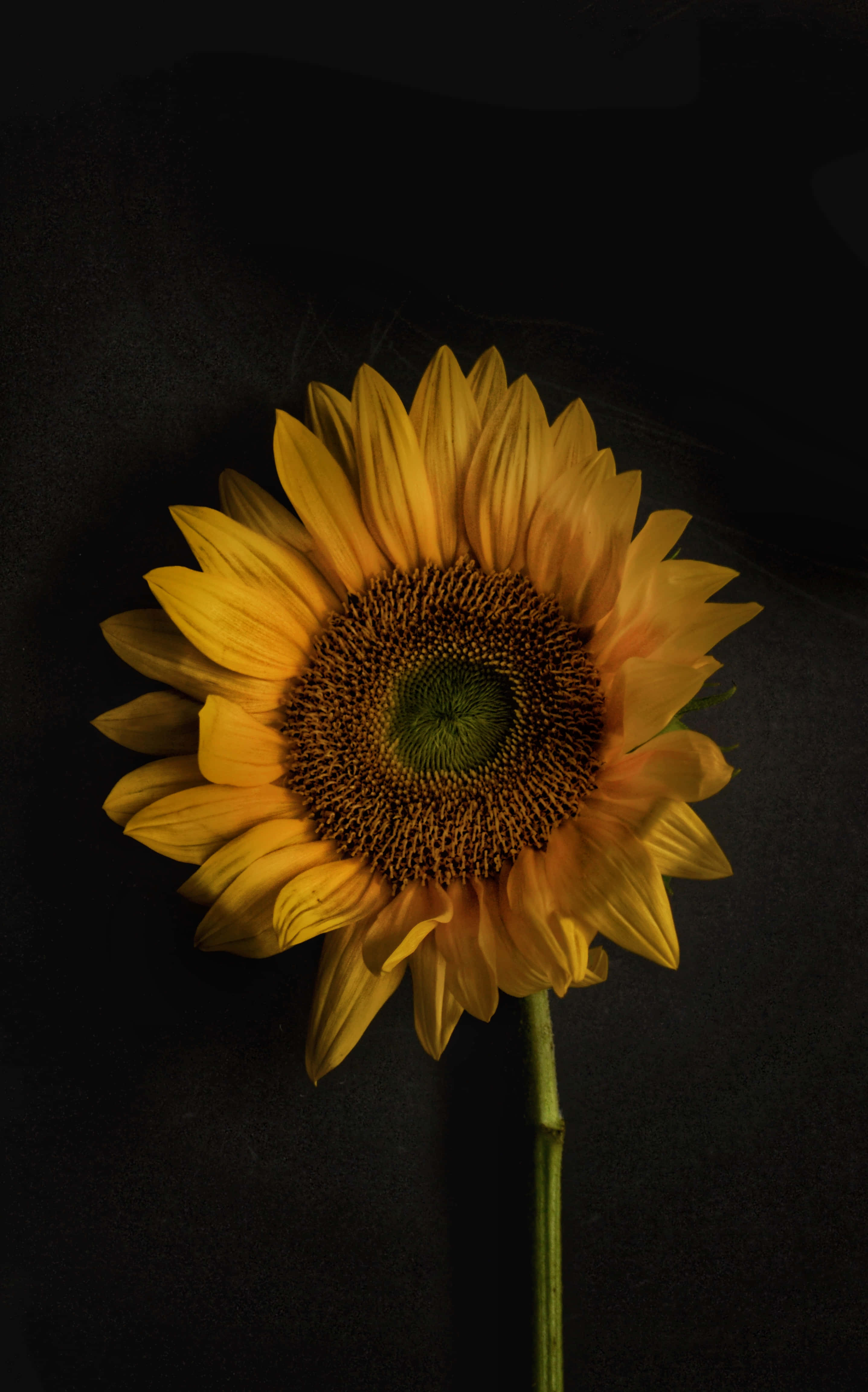 Patch sa Isang Sunflower Phone Wallpaper