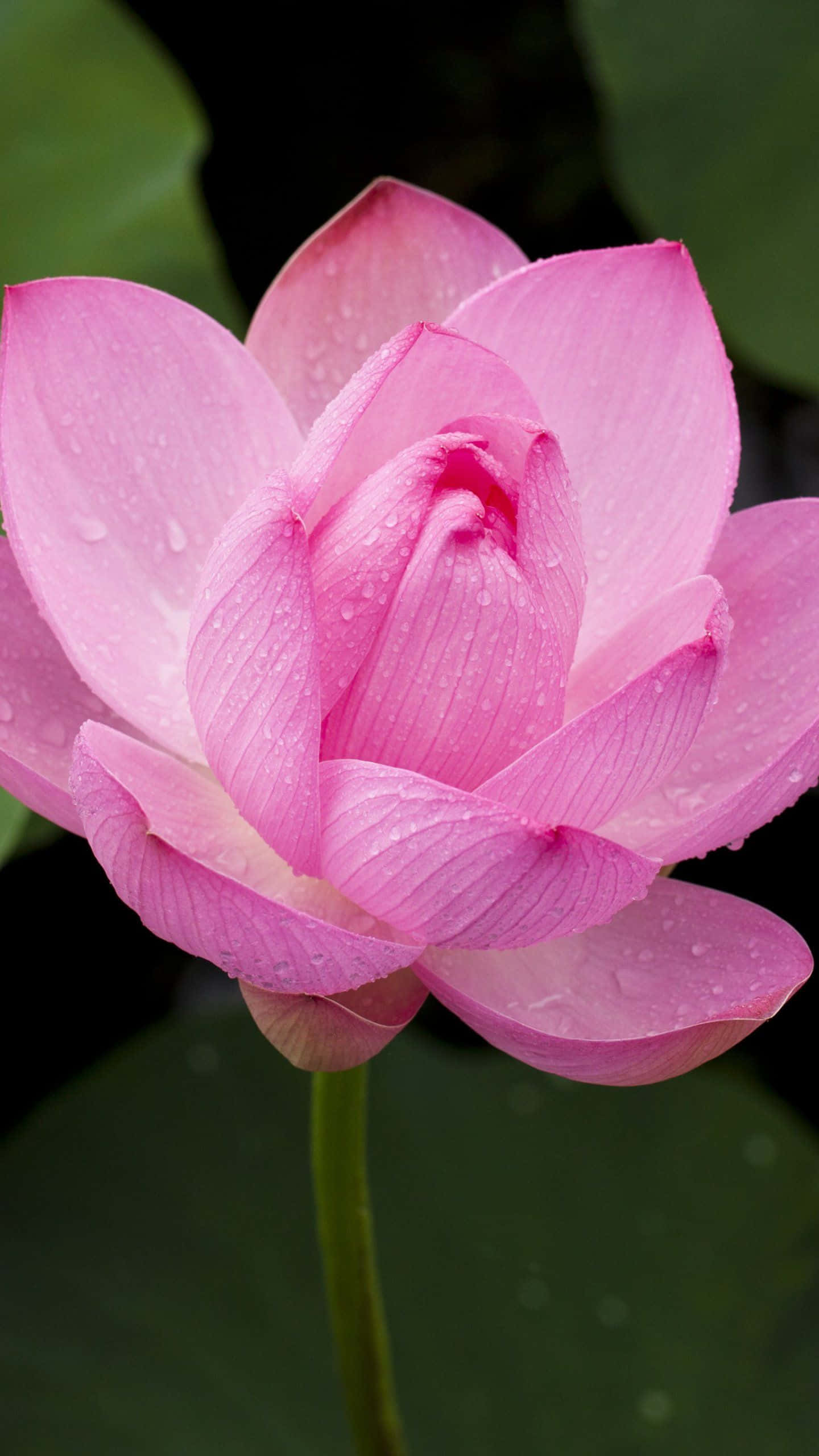 Payapang Rosas na Lotus na Namumulaklak sa Tahimik na Lawa Wallpaper