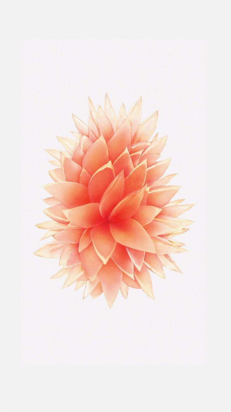 Peach-Colored Flower iPhone SE Wallpaper