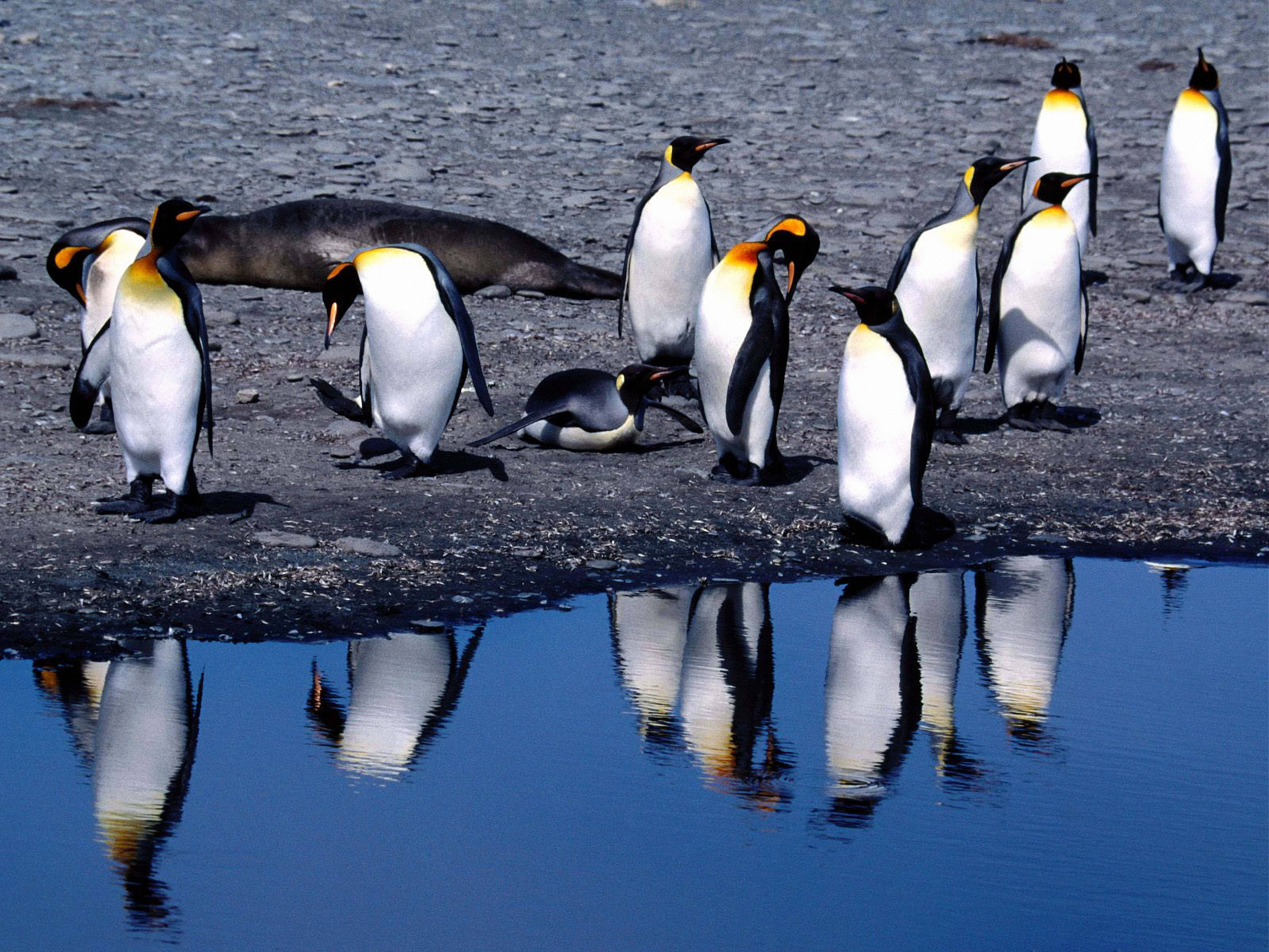 Penguins Sa Tag-init Wallpaper
