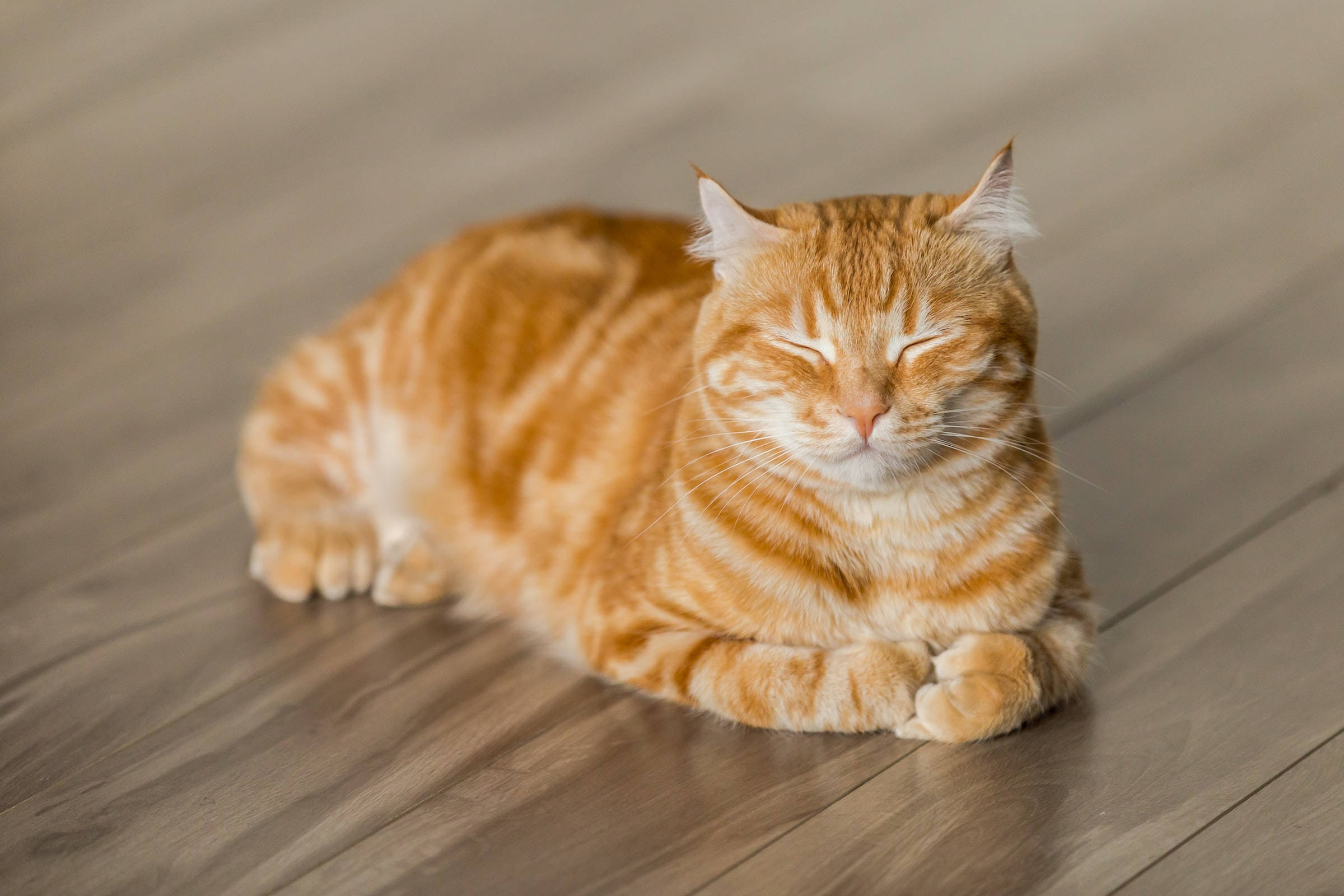 PFP ng Ginger Tabby Cat Wallpaper