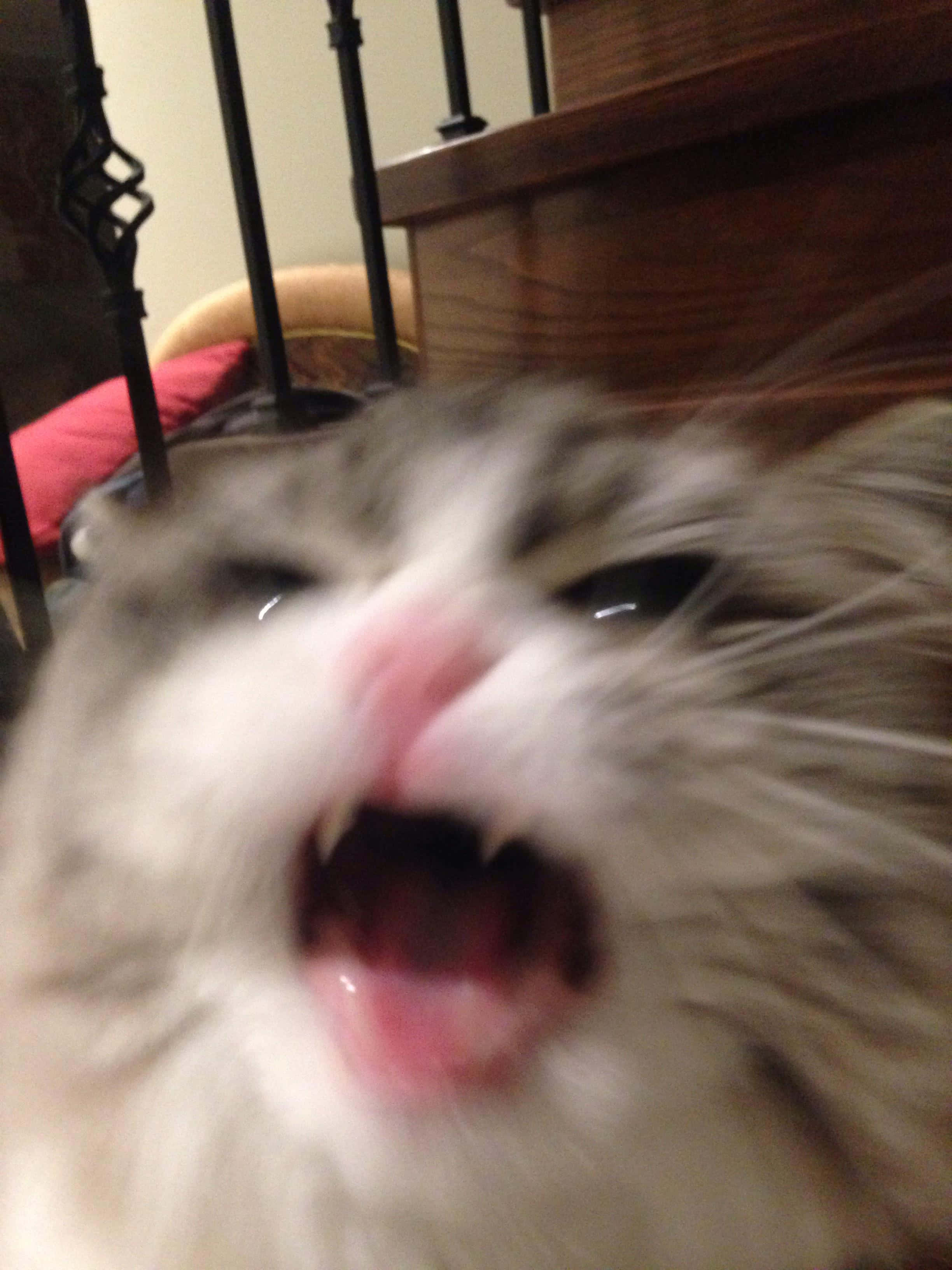 PFP ng Pusa na Sumisigaw at Cute Wallpaper
