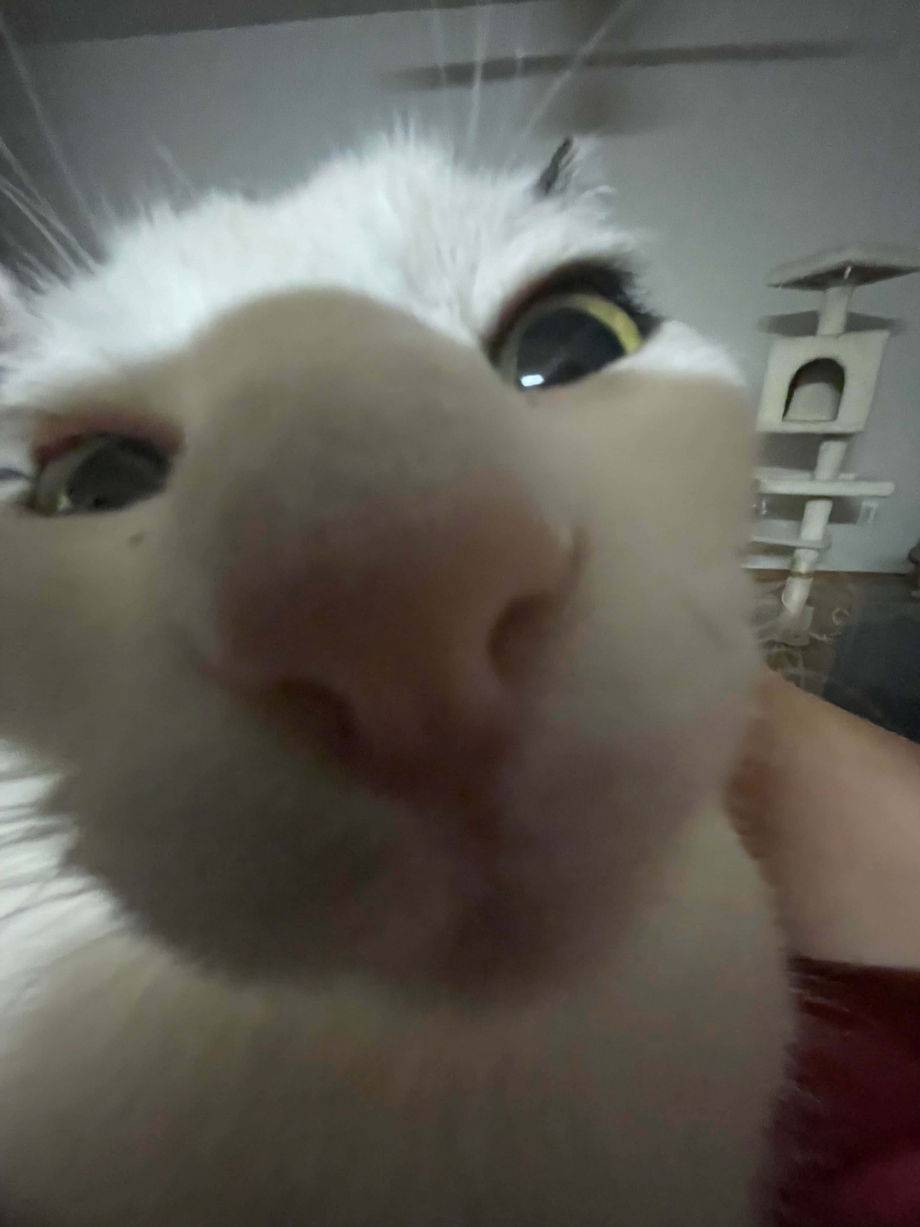 PFP ng Puting Pusa na Nakatitig sa Camera Wallpaper