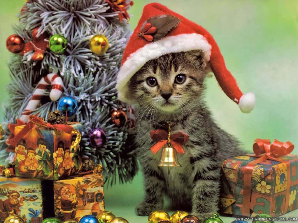 Pinakamagandang Larawan ng Paskong Pusa Wallpaper