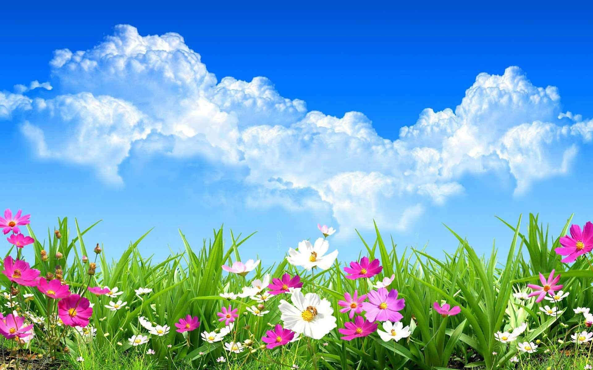 Pinakamagandang Background ng mga Bulaklak sa Ilalim ng Asul na Kalangitan Wallpaper