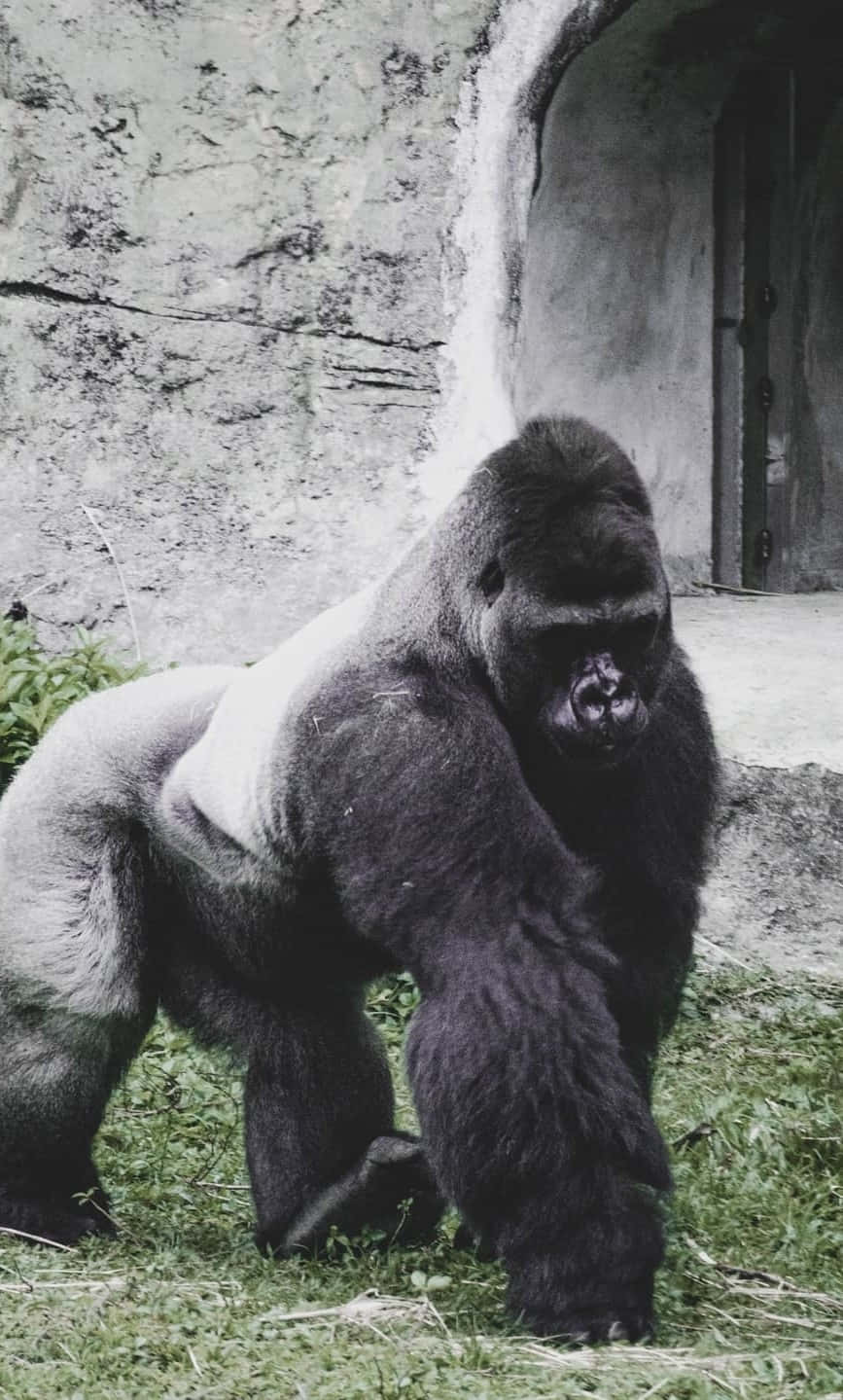 Pinakamagandang Gorilla Laban sa Concrete Background Wallpaper