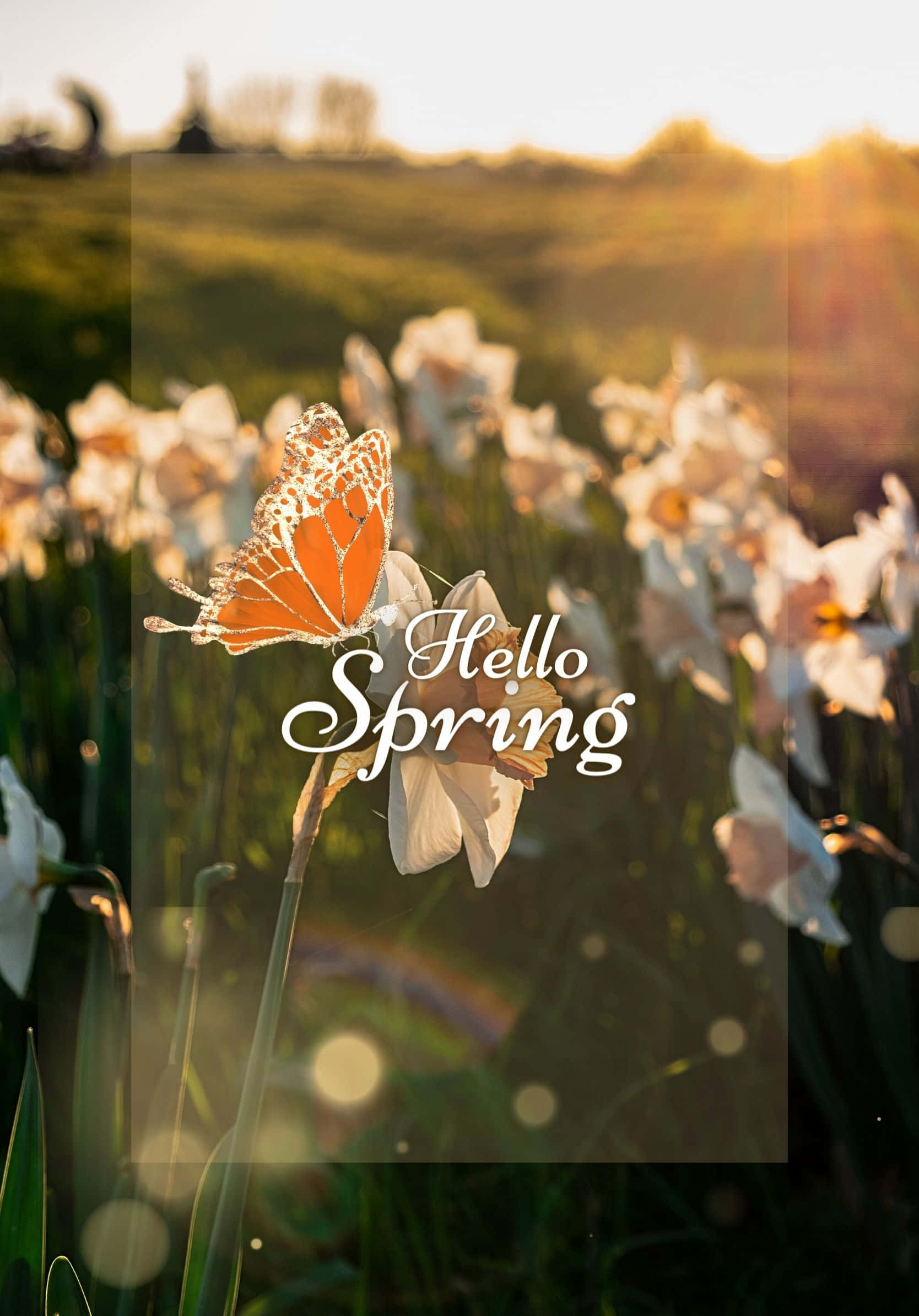 Pinakamagandang Spring Flowers With Sunlight Background Wallpaper