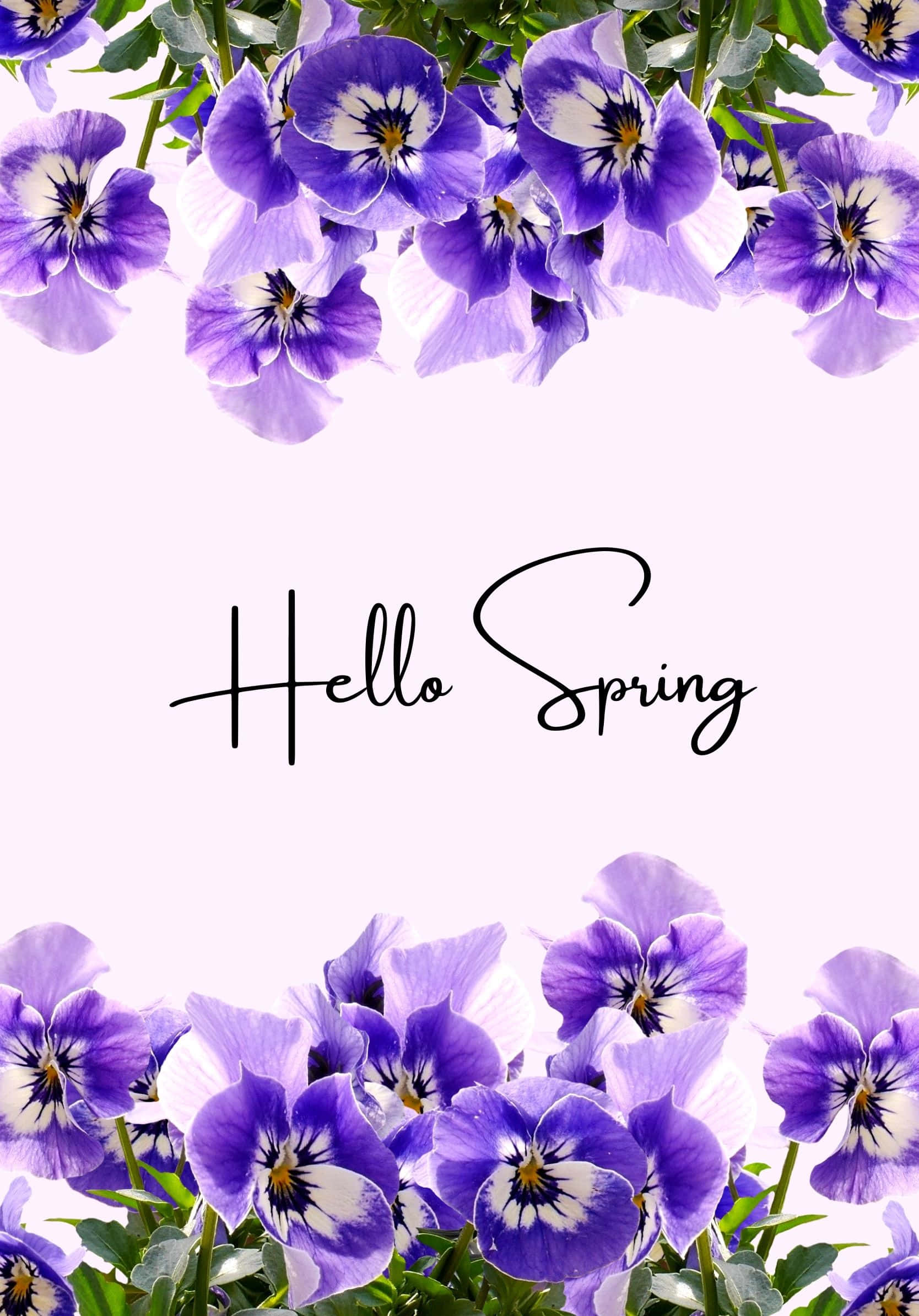 Pinakamagandang Spring Purple Geranium Flowers Background Wallpaper