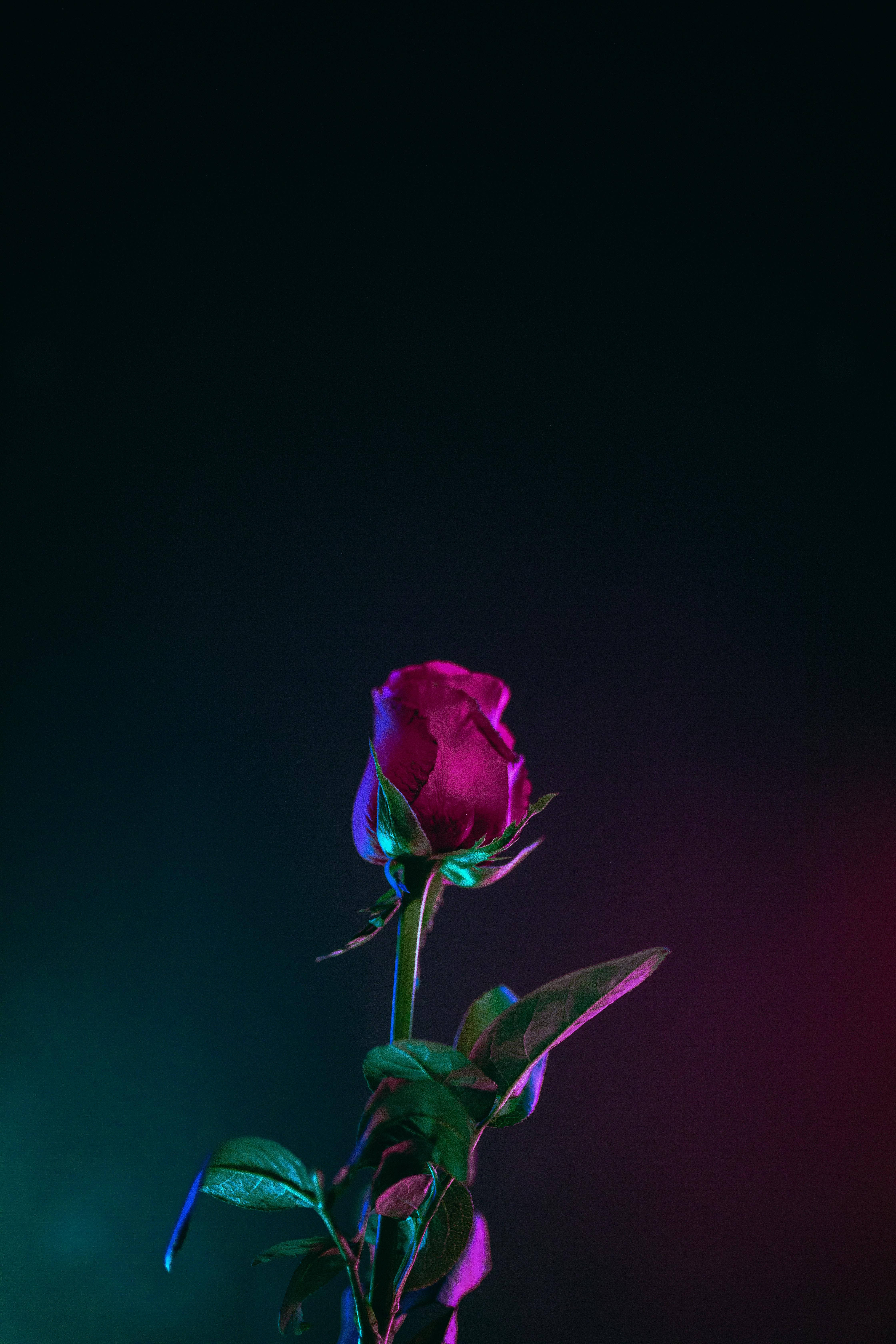 Pinakamahusay na OLED na Rosas na Neon Lights Wallpaper