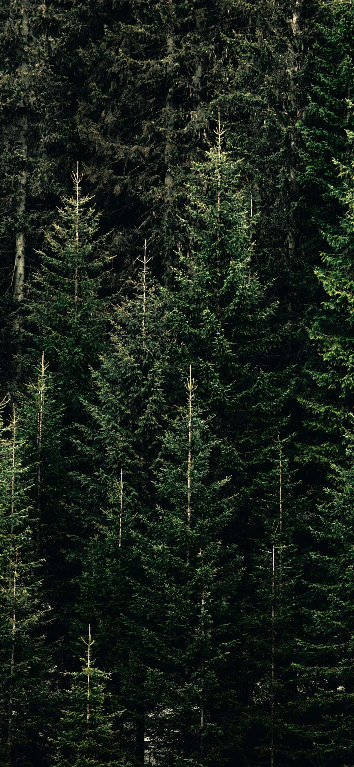 Pine Tree White Wood Background Wallpaper