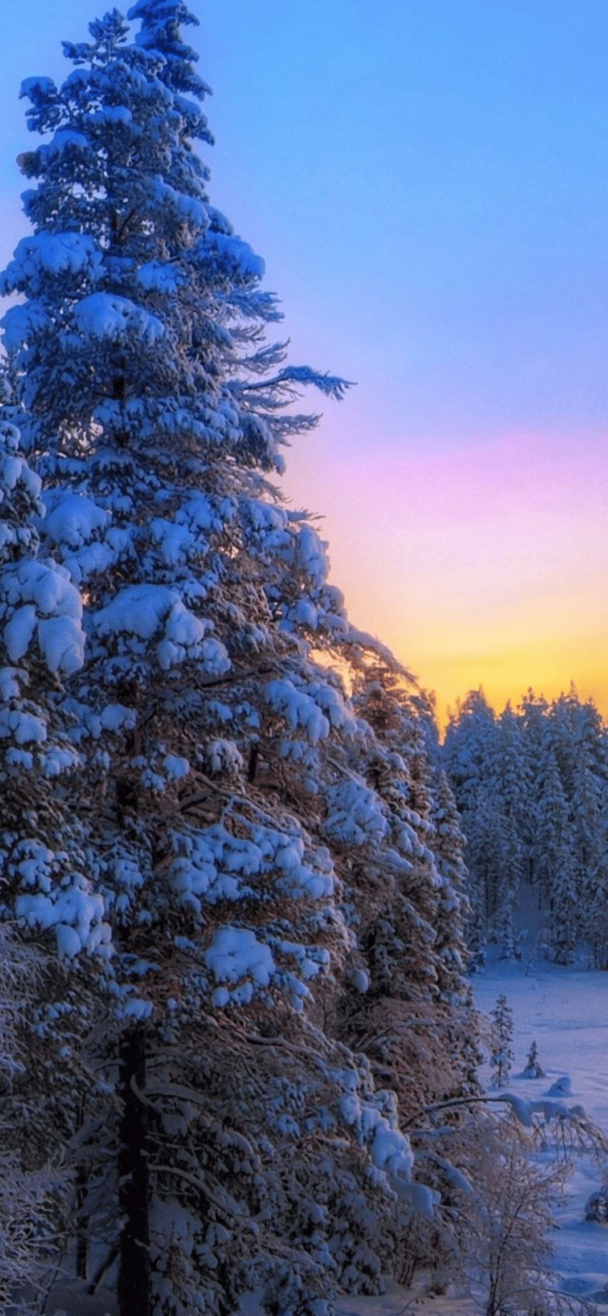 Pine Tree With Snow iPhone XS Max Winter Background Wallpaper