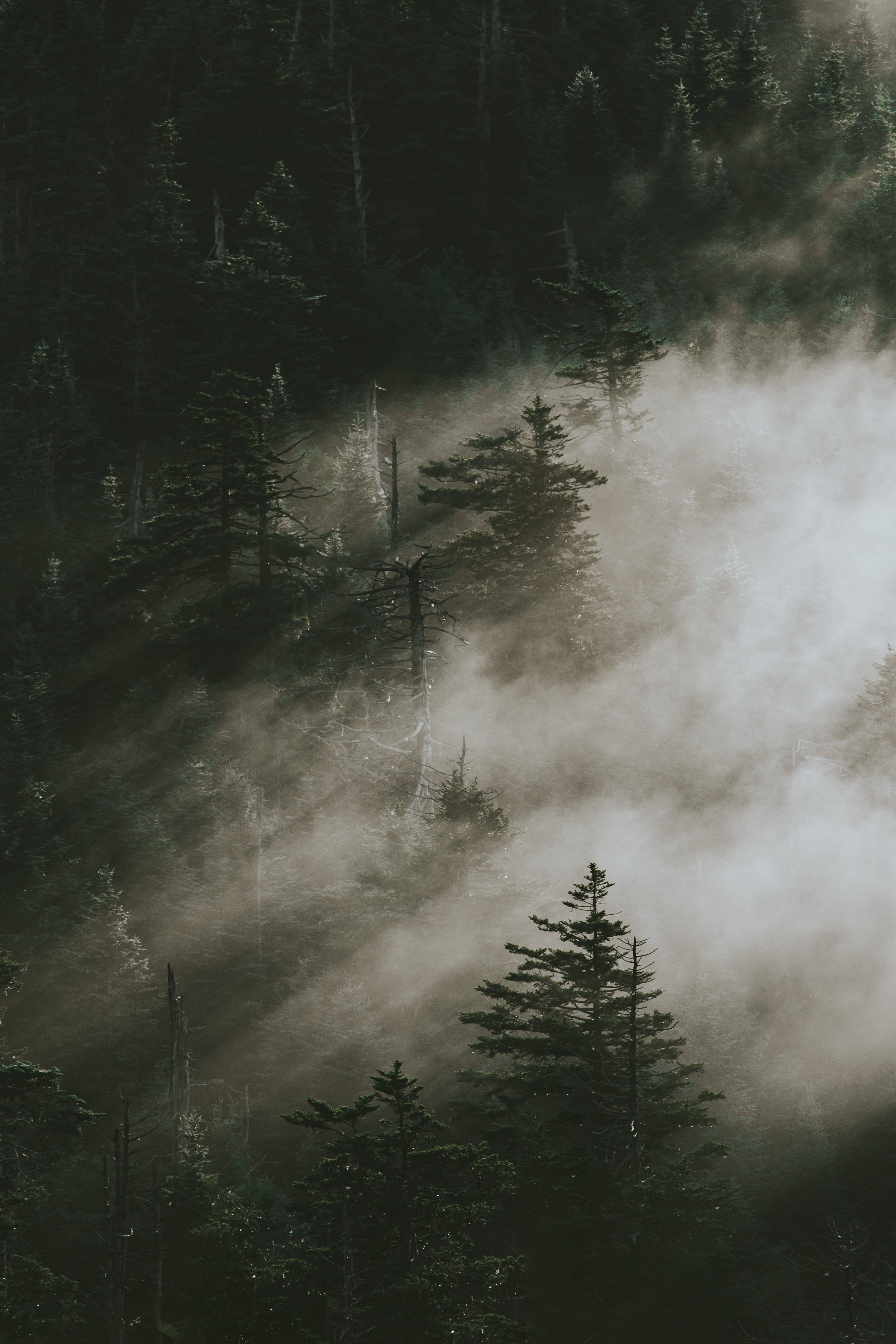 Pine Trees Sa Smoky Mountains Wallpaper