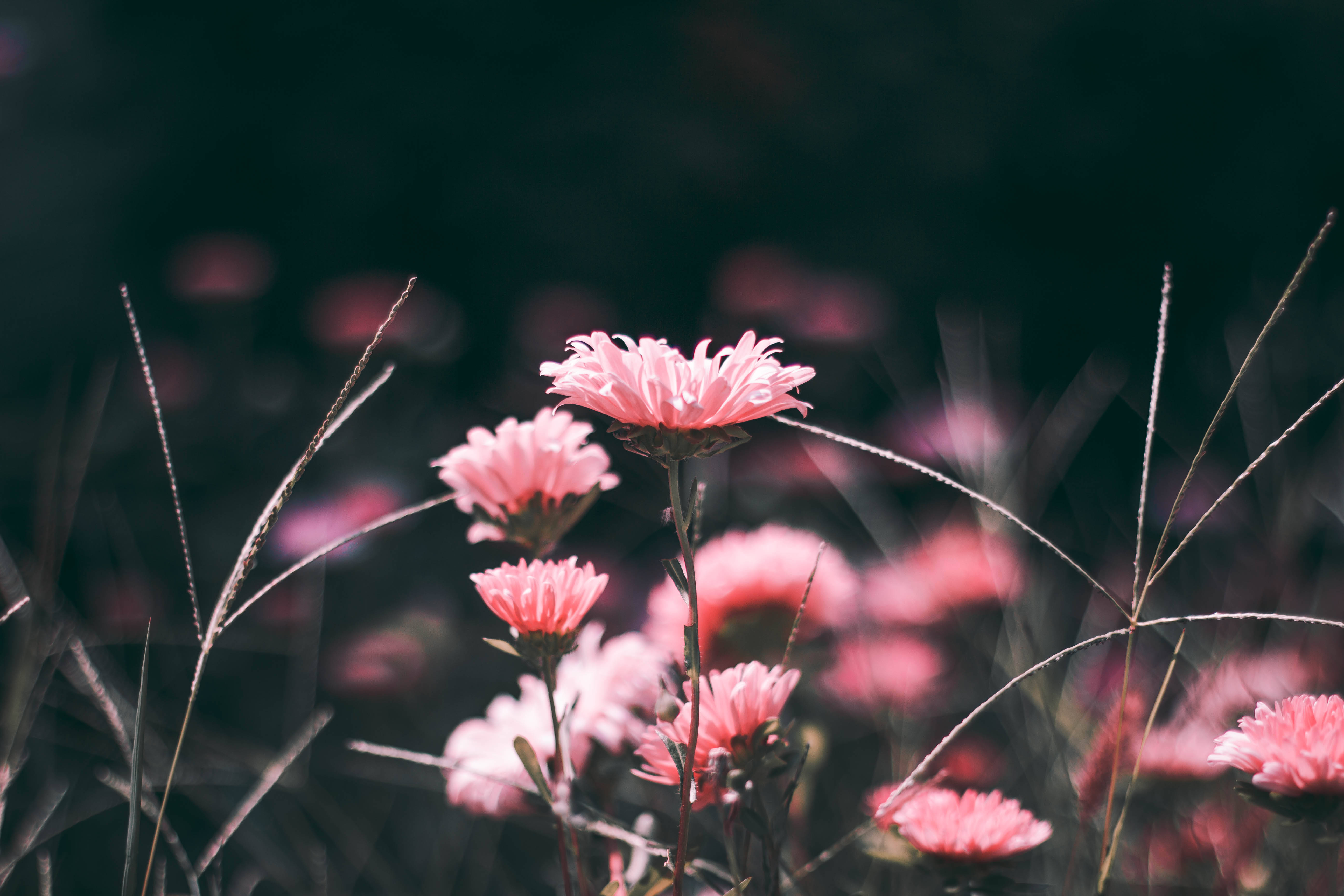 Pink Aesthetic na Bulaklak sa Damo Wallpaper
