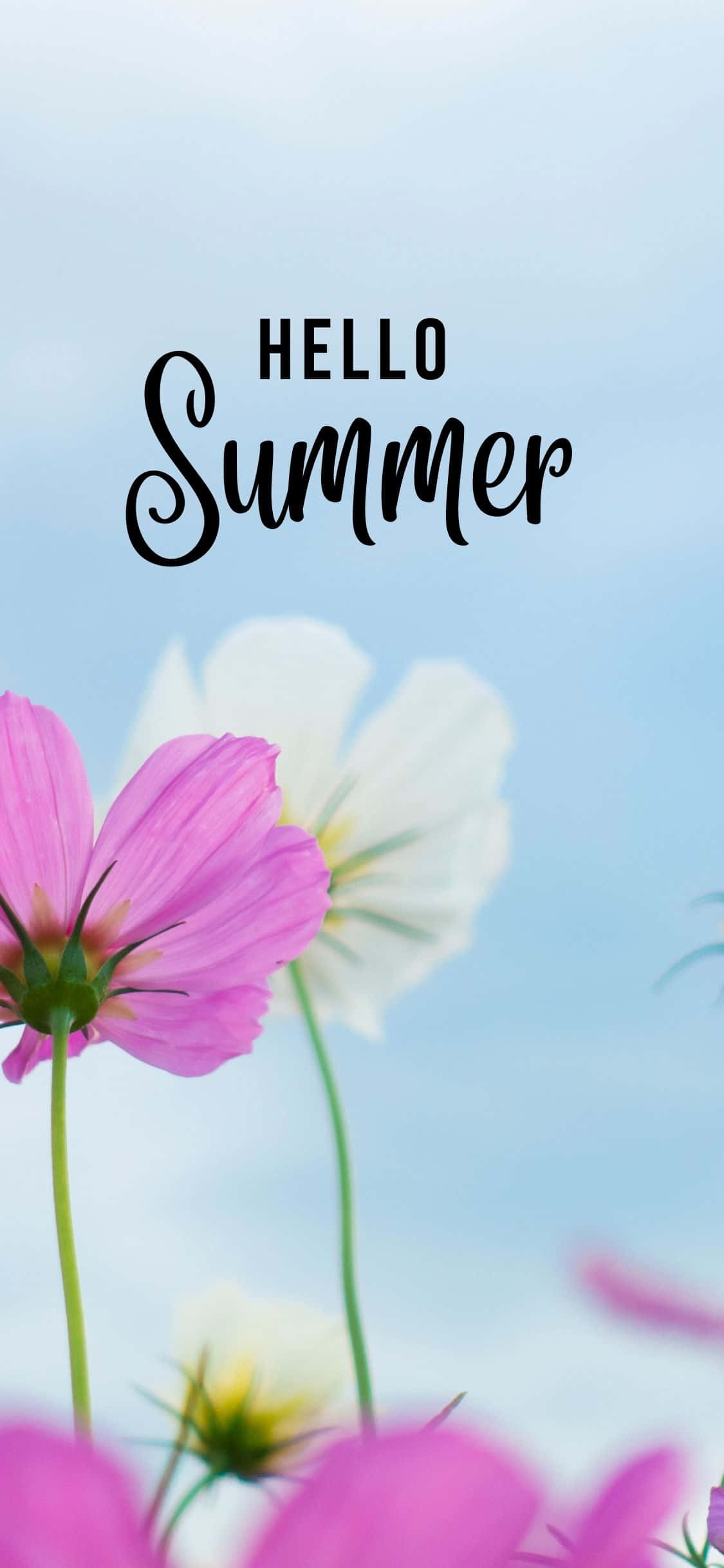 Pink And White Flowers iPhone X Summer Background Wallpaper