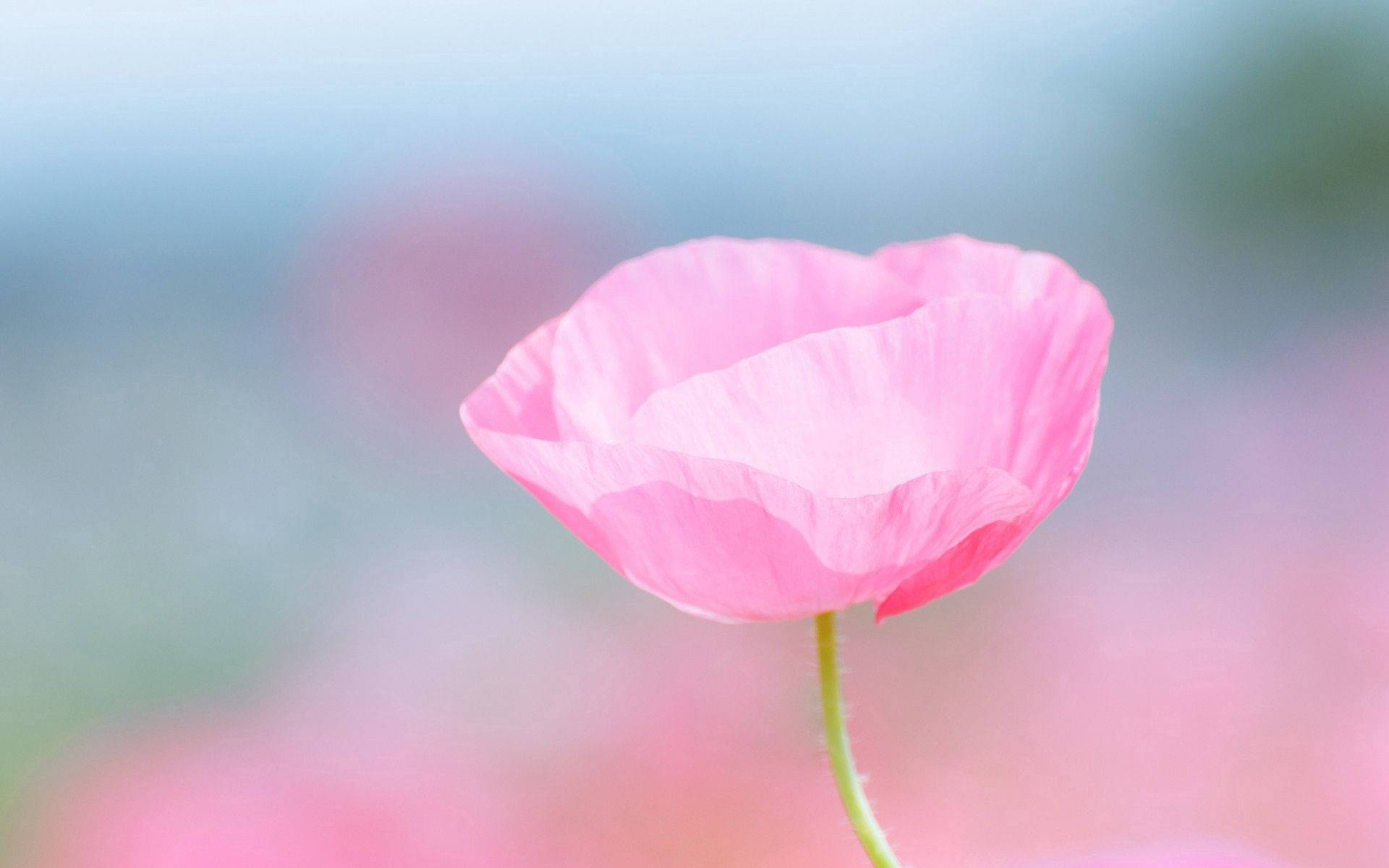 Pink na Rosas na May Manipis na mga Talulot Wallpaper