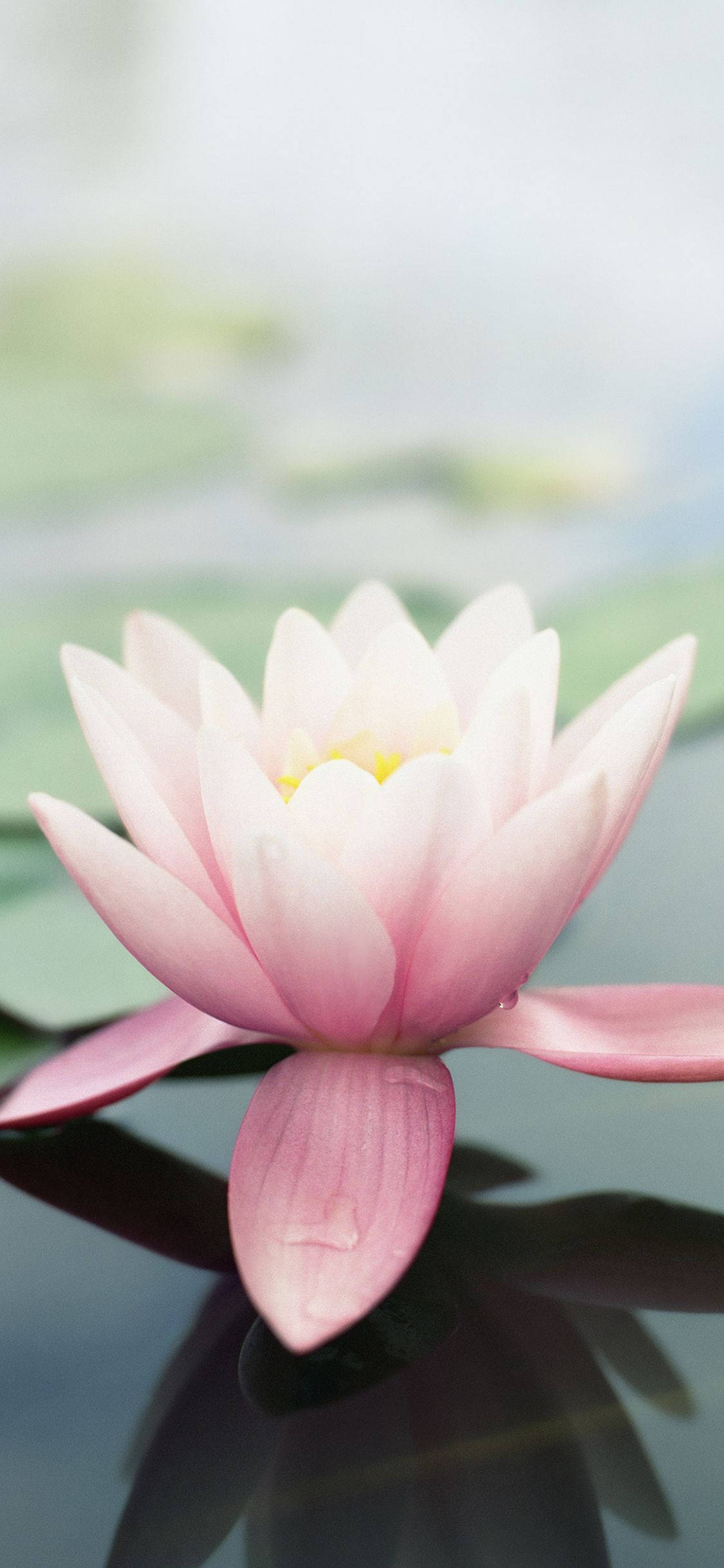 Rosas Orihinal na Lotus Mansanas Bulaklak Wallpaper