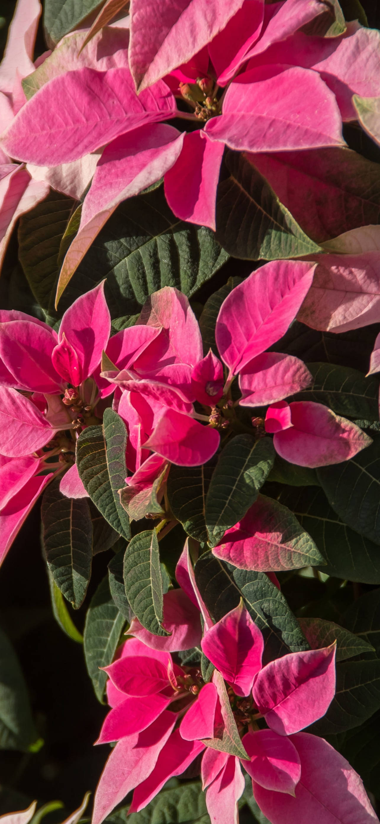 Pink Poinsettia HD Wallpaper