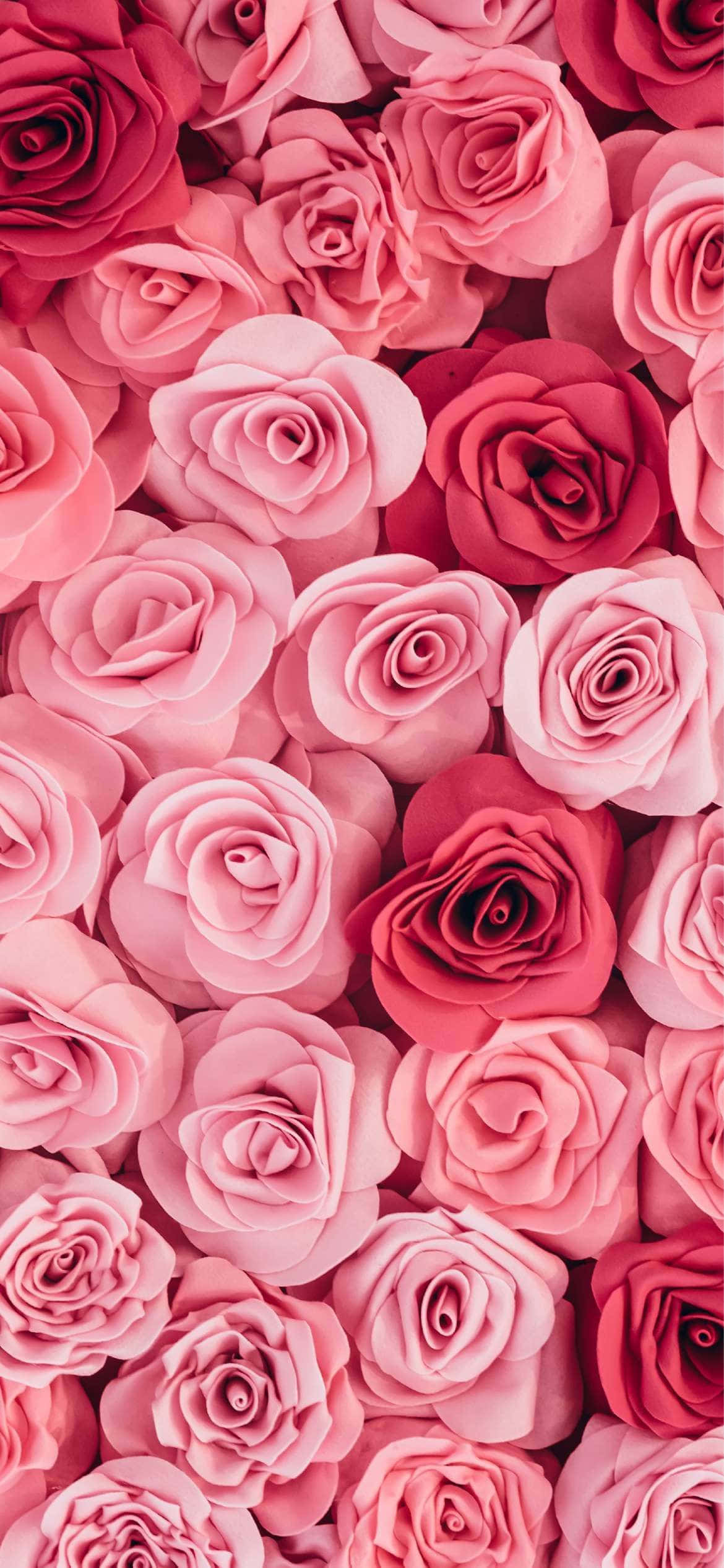 Pink Roses Top View Shot Phone Background Wallpaper