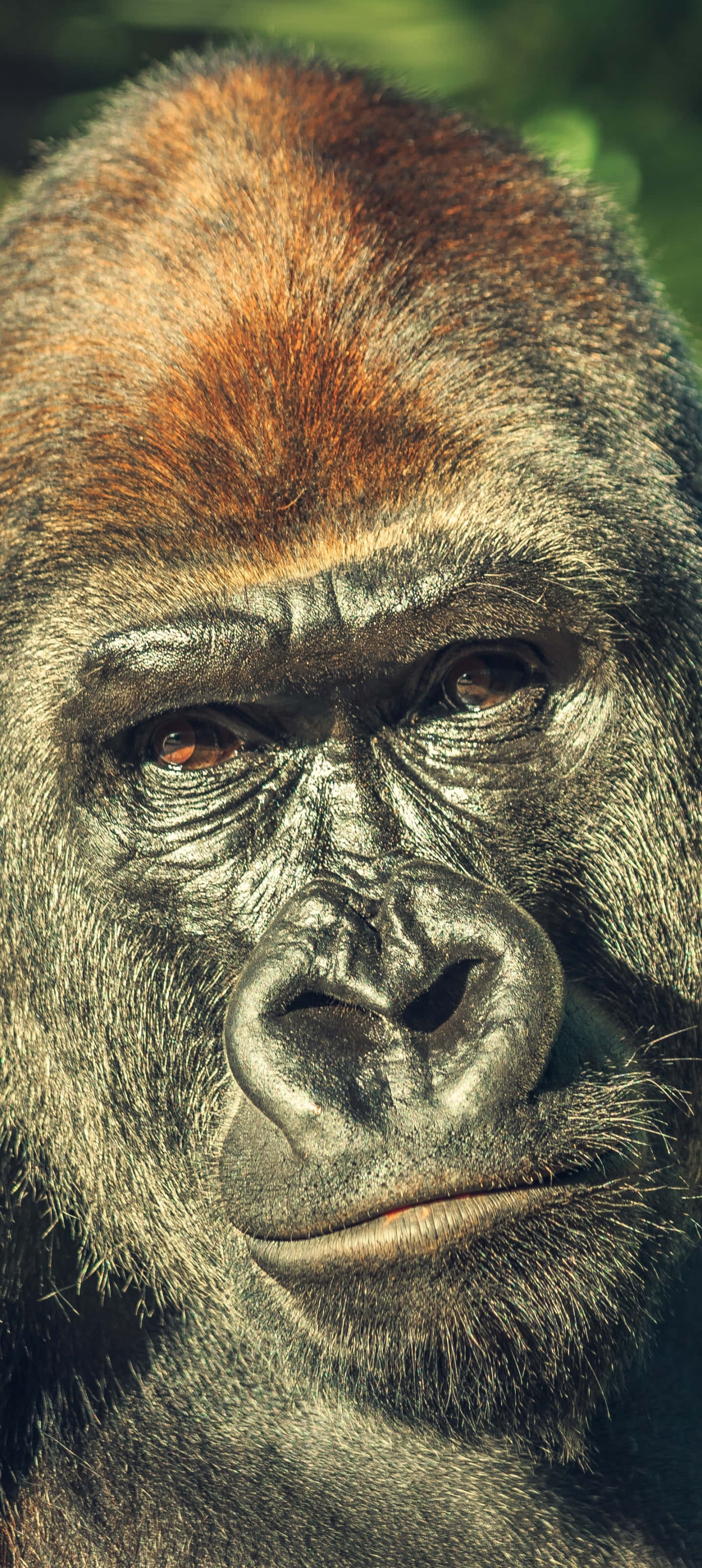 Pixel 3 Brown Gorilla Background Wallpaper