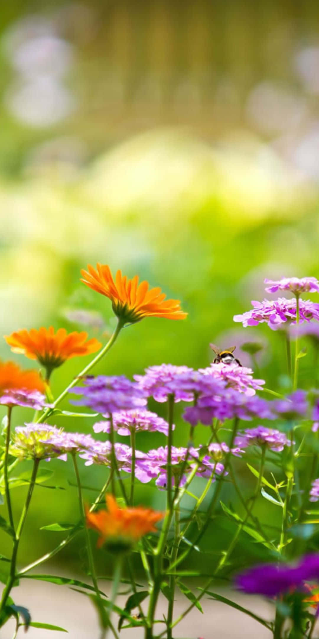 Pixel 3 Bulaklak Background Vervain At Daisies Wallpaper