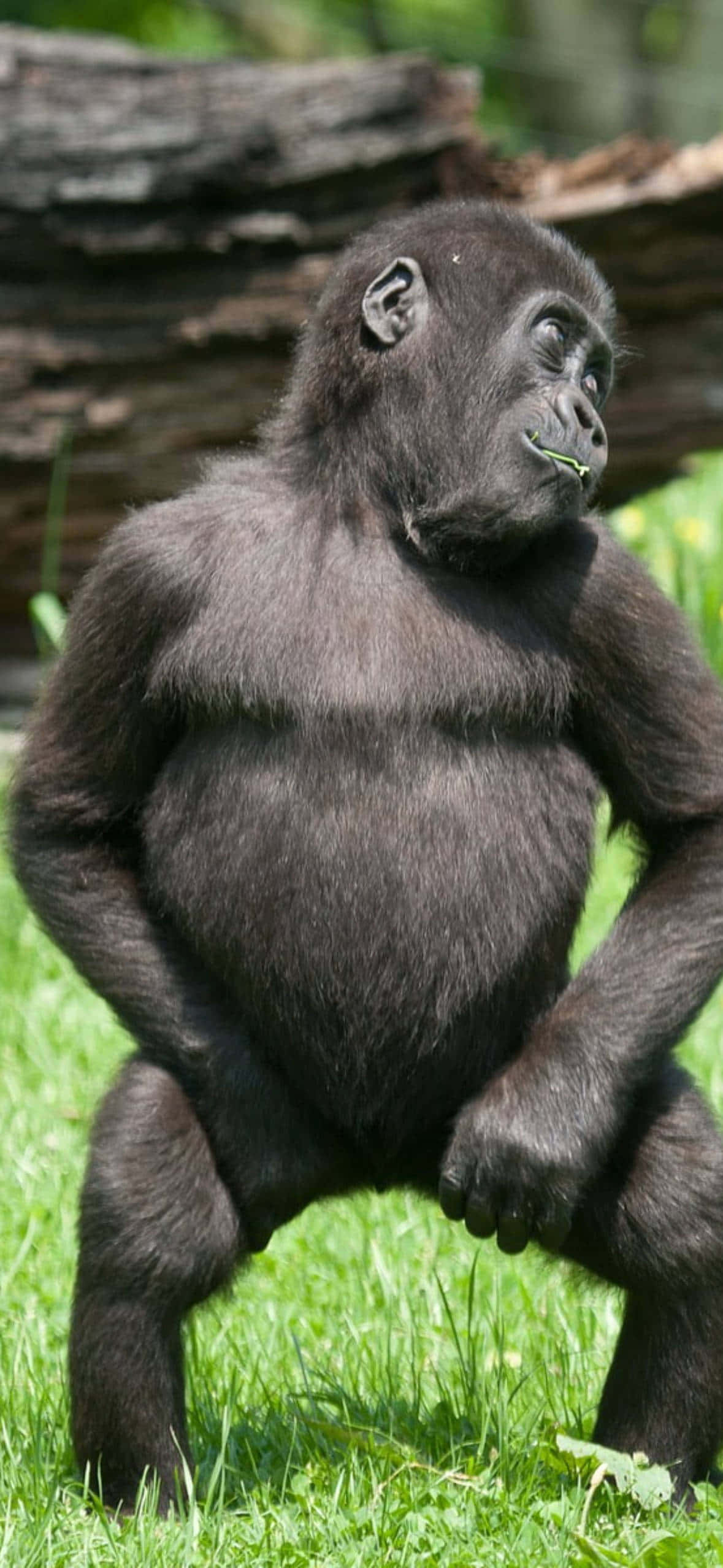 Pixel 3 Dancing Young Gorilla Background Wallpaper