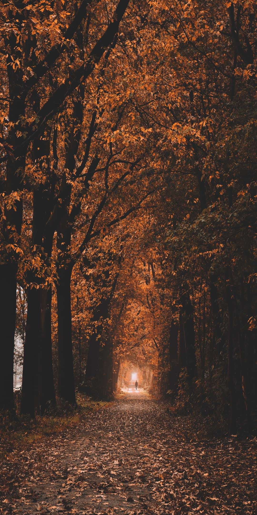 Pixel 3 Taglagas Makitid na Daan Napapaligiran ng mga Puno Likuran Wallpaper
