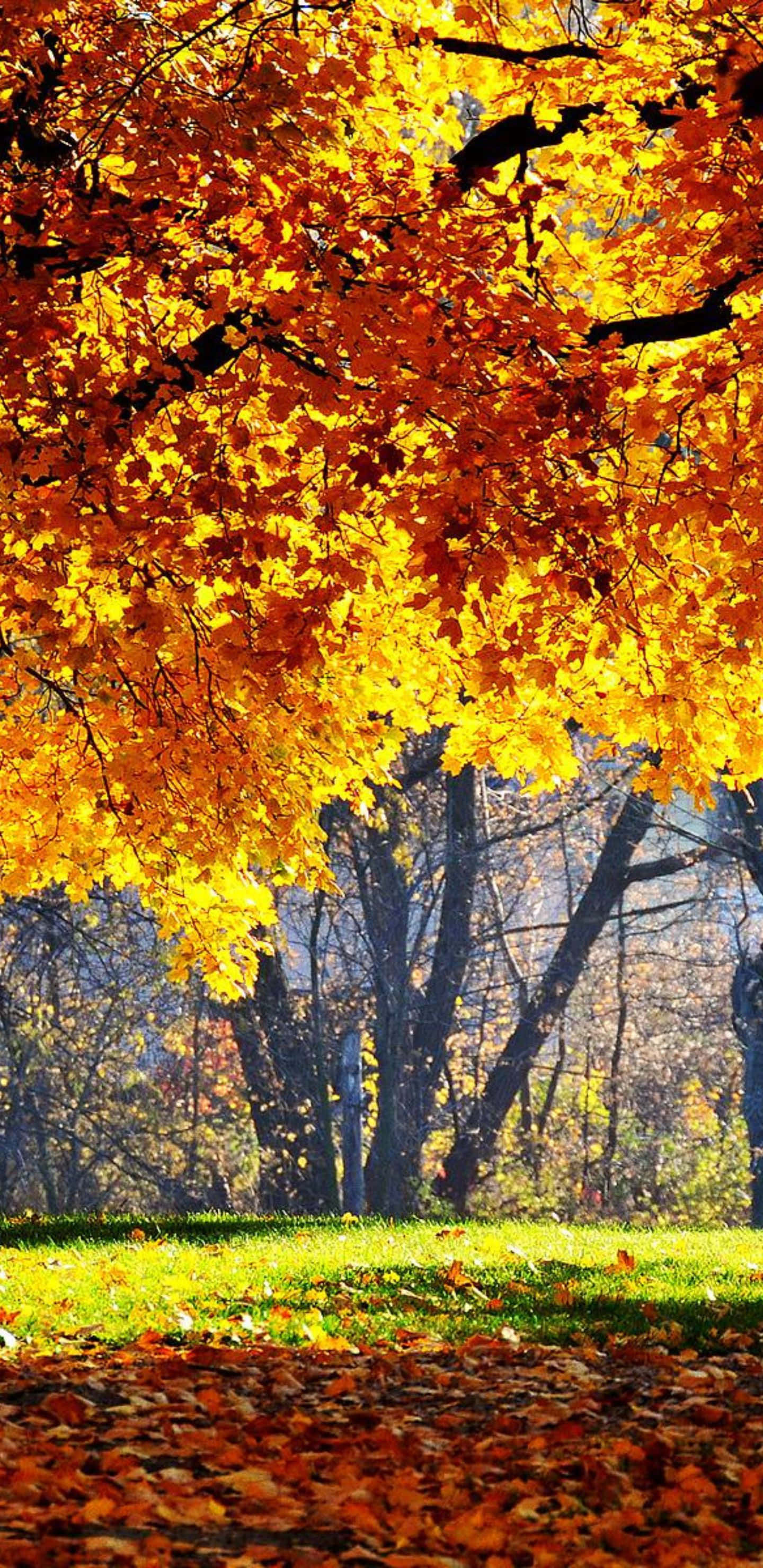 Pixel 3XL Background ng Taglagas na May Gintong Dahon Wallpaper