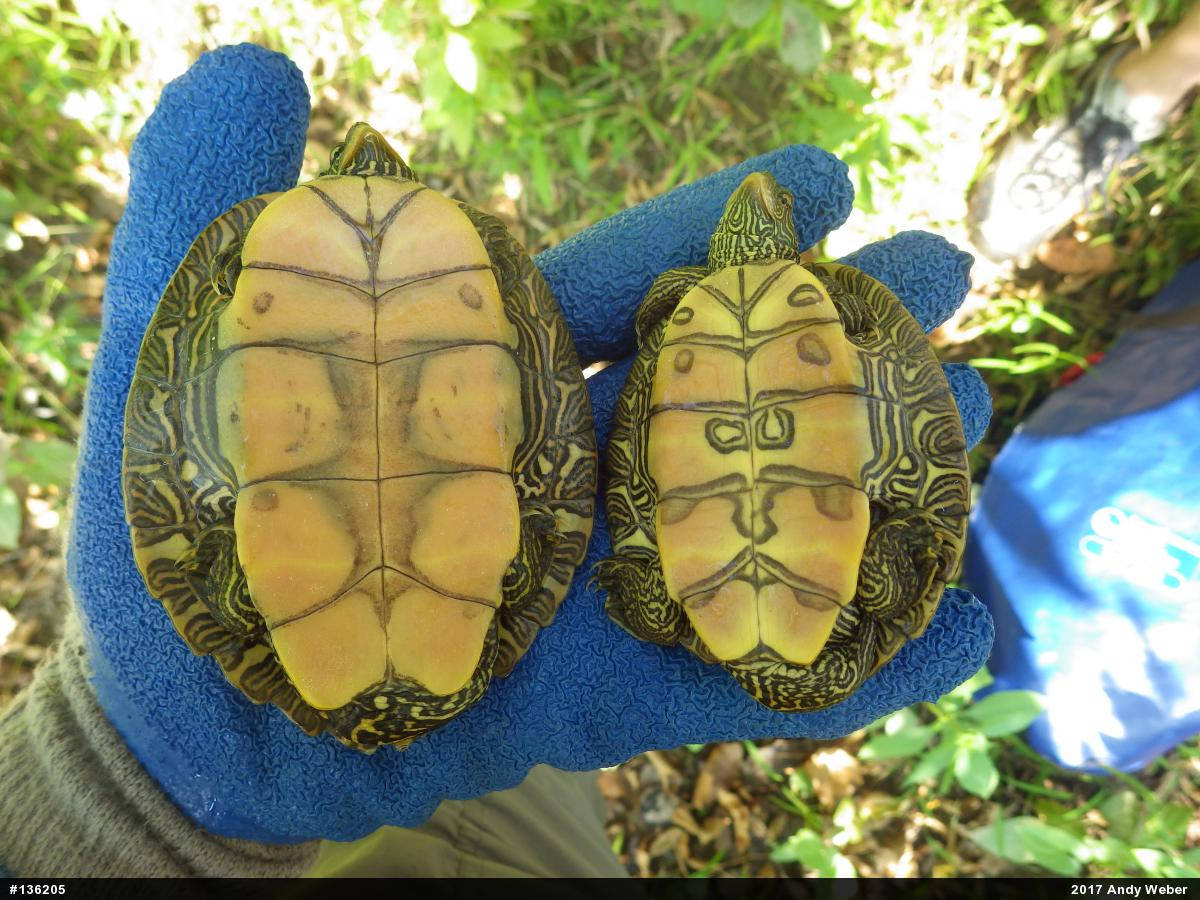 Plastron ng Northern Map Turtles Wallpaper