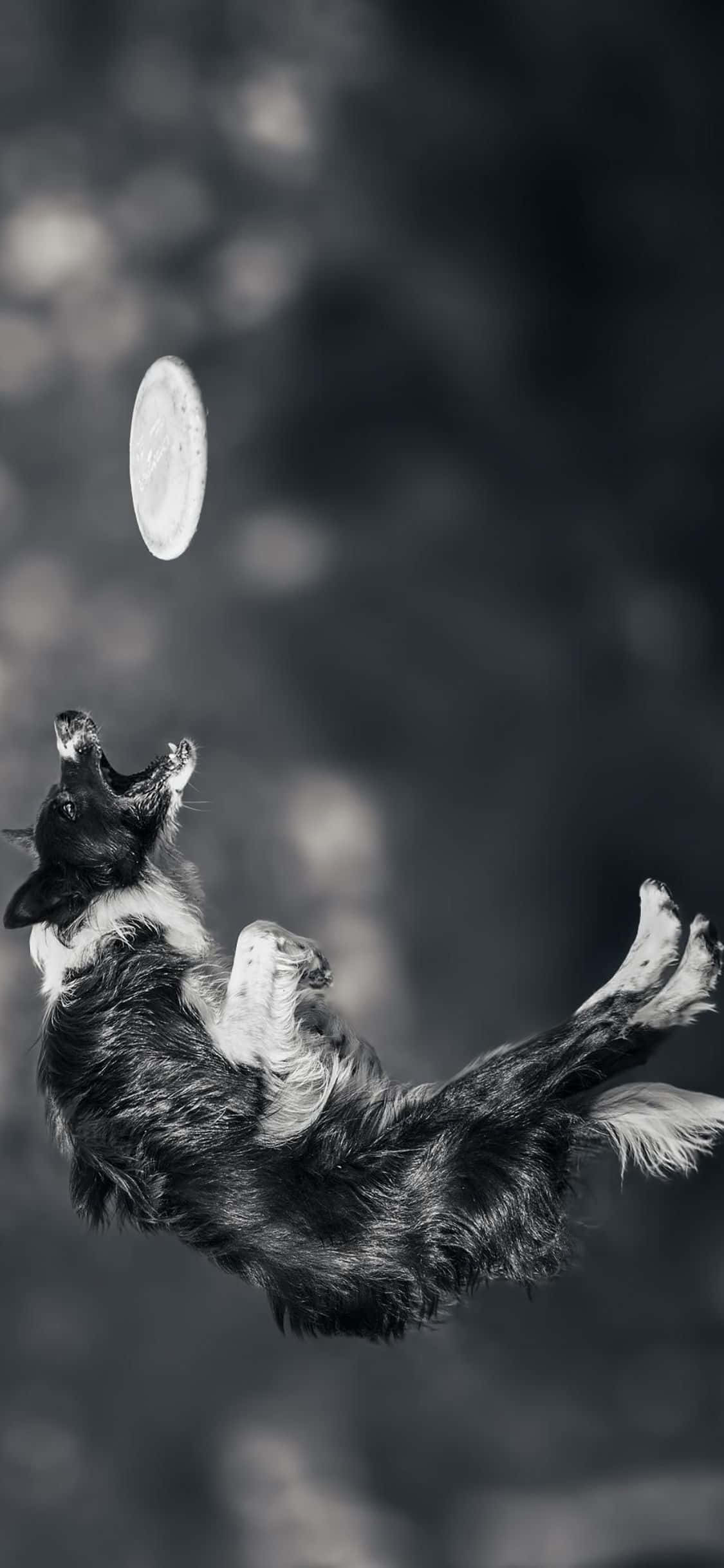 Play with your friends with this iPhone Xs Frisbee Wallpaper