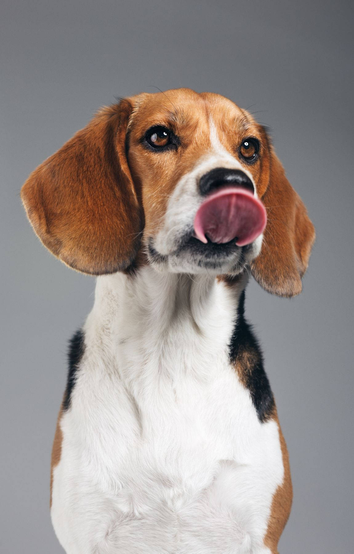 Mapaglarong Beagle Puppy na Dumidil Wallpaper