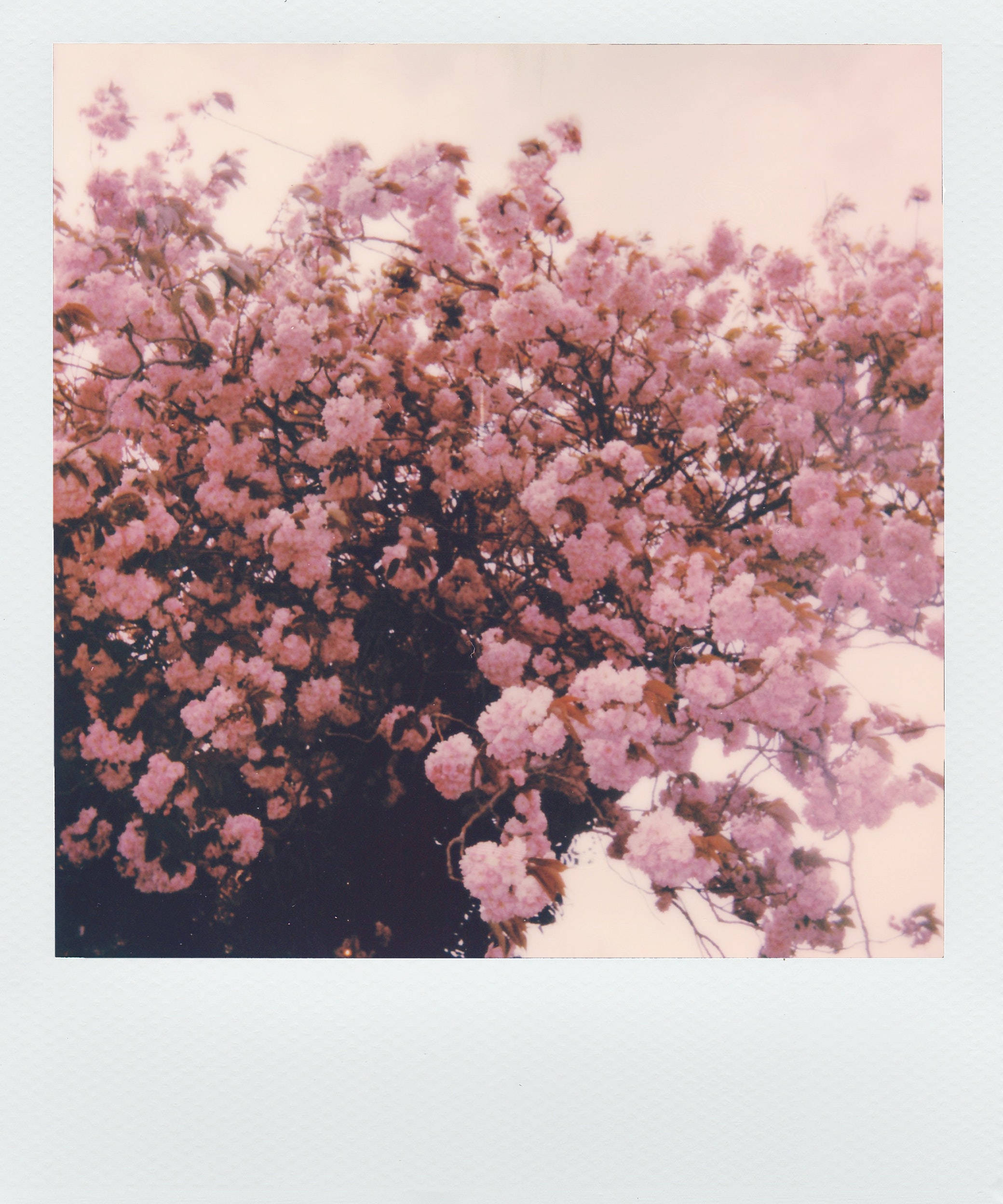 Polaroid na Litrato ng Mga Rosas na Bulaklak Aesthetic Wallpaper