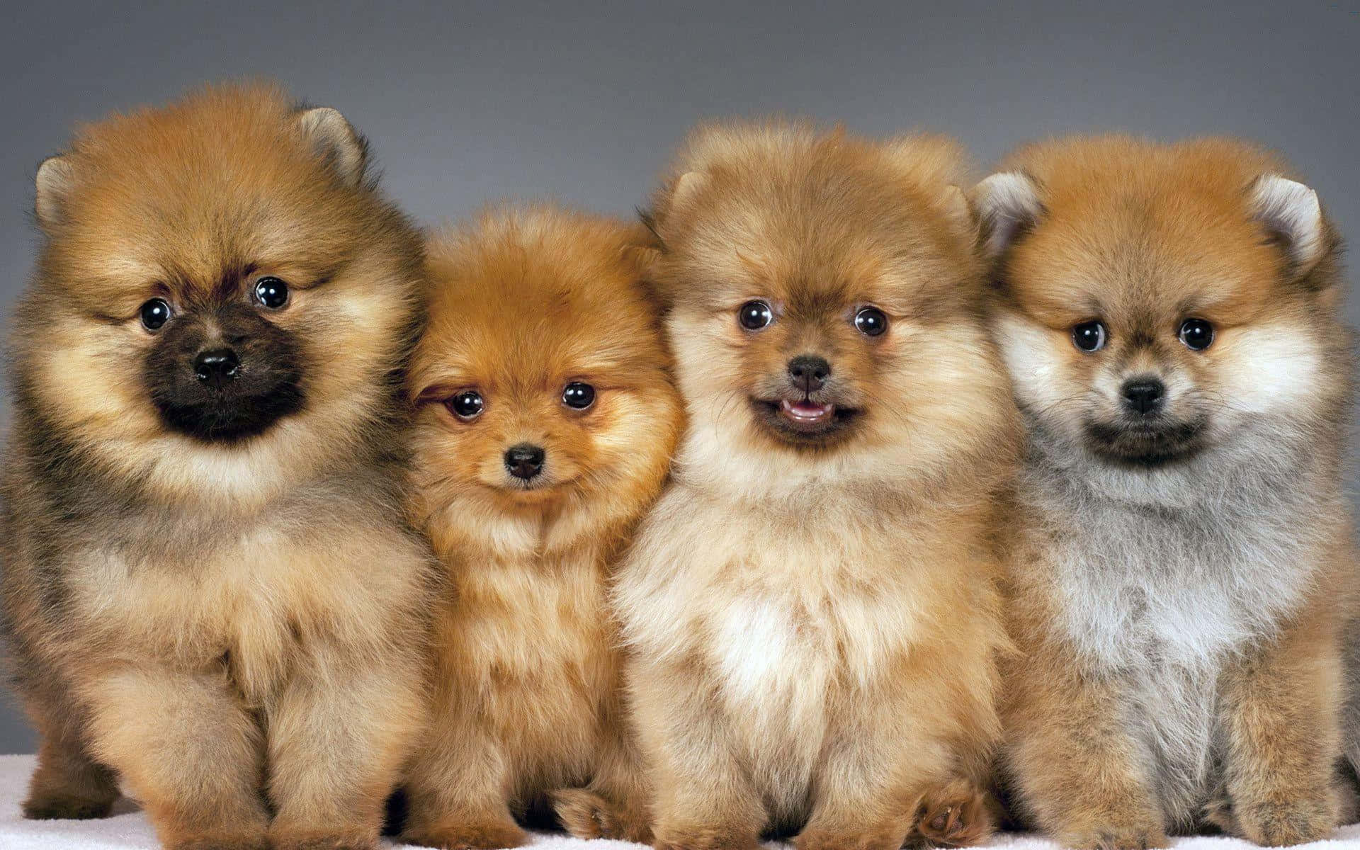 Pomeranian na May Kayumangging Balahibo Wallpaper