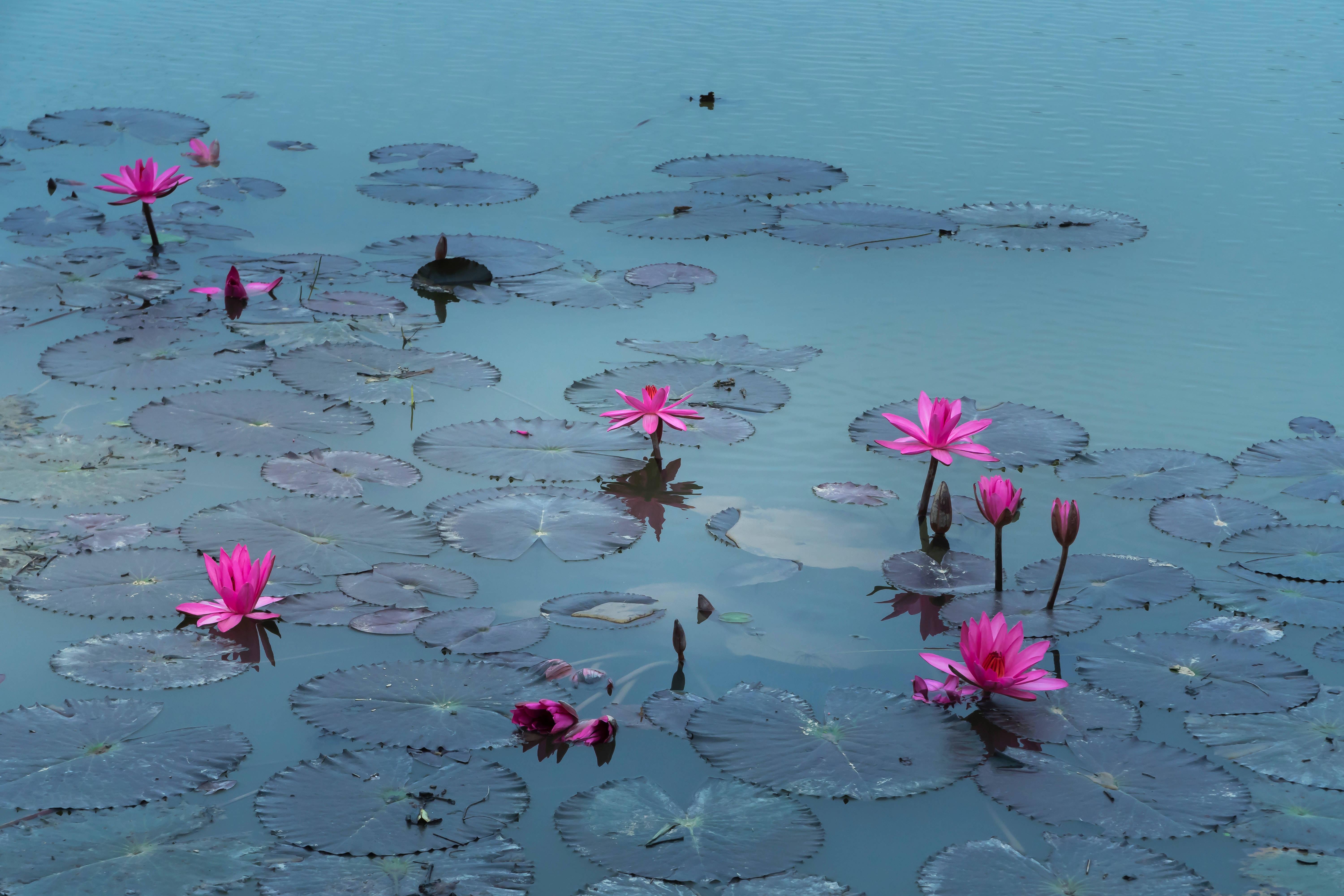 Pond ng mga Bulaklak na Lotus Wallpaper